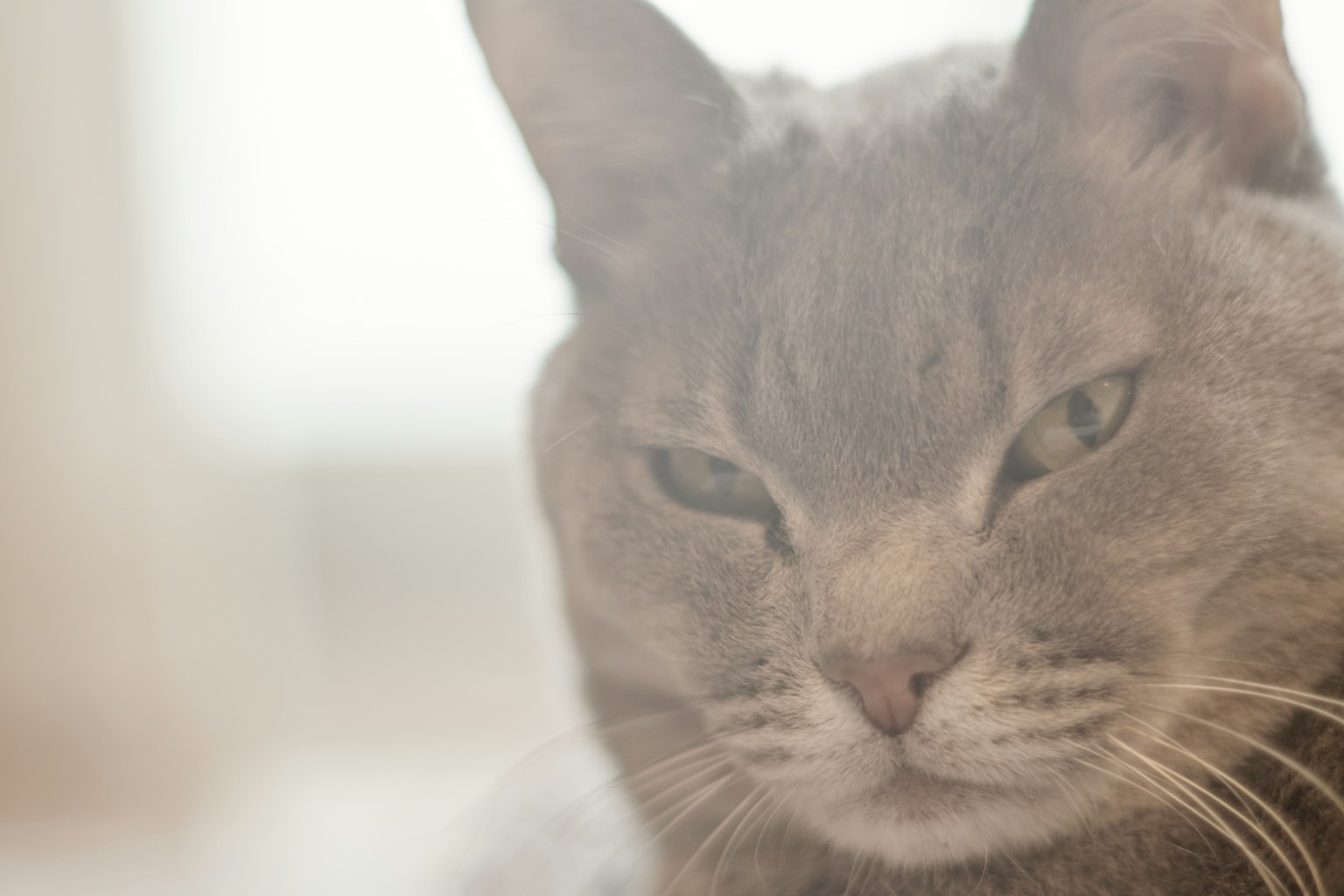 Graue Katze, die mit sanfter Schärfe in einem gut beleuchteten Umfeld schaut