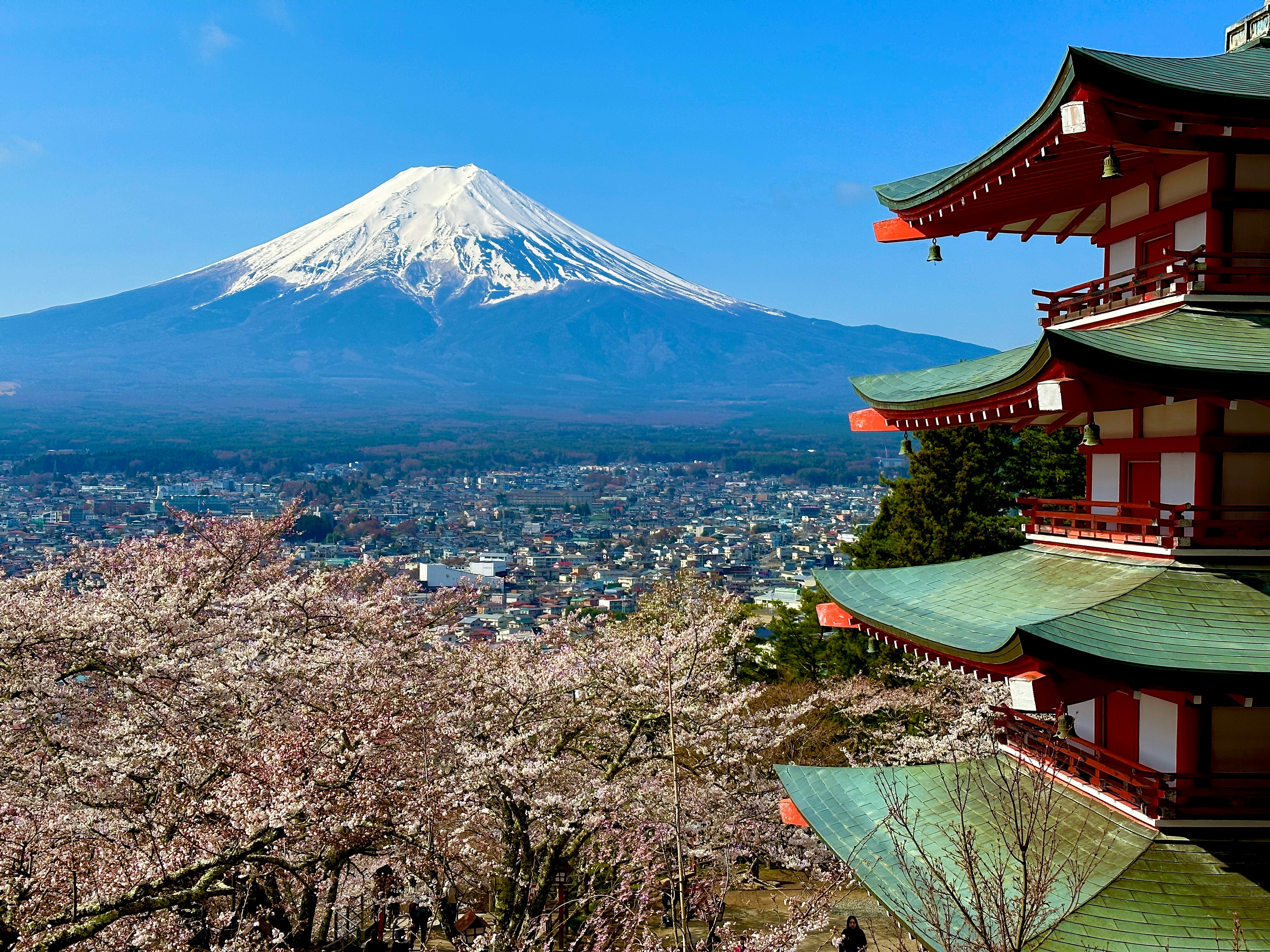 桜咲く展望台から見下ろす富士山と街並みの景色