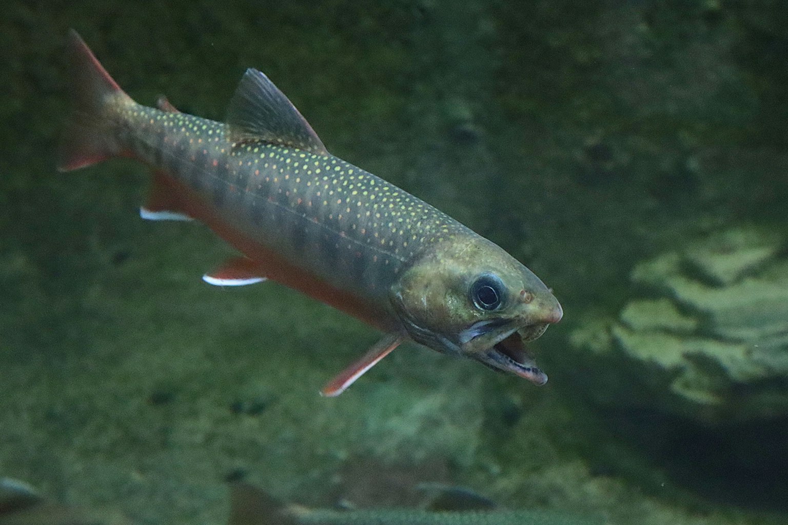 Ein schöner Forellenfisch schwimmt im Wasser