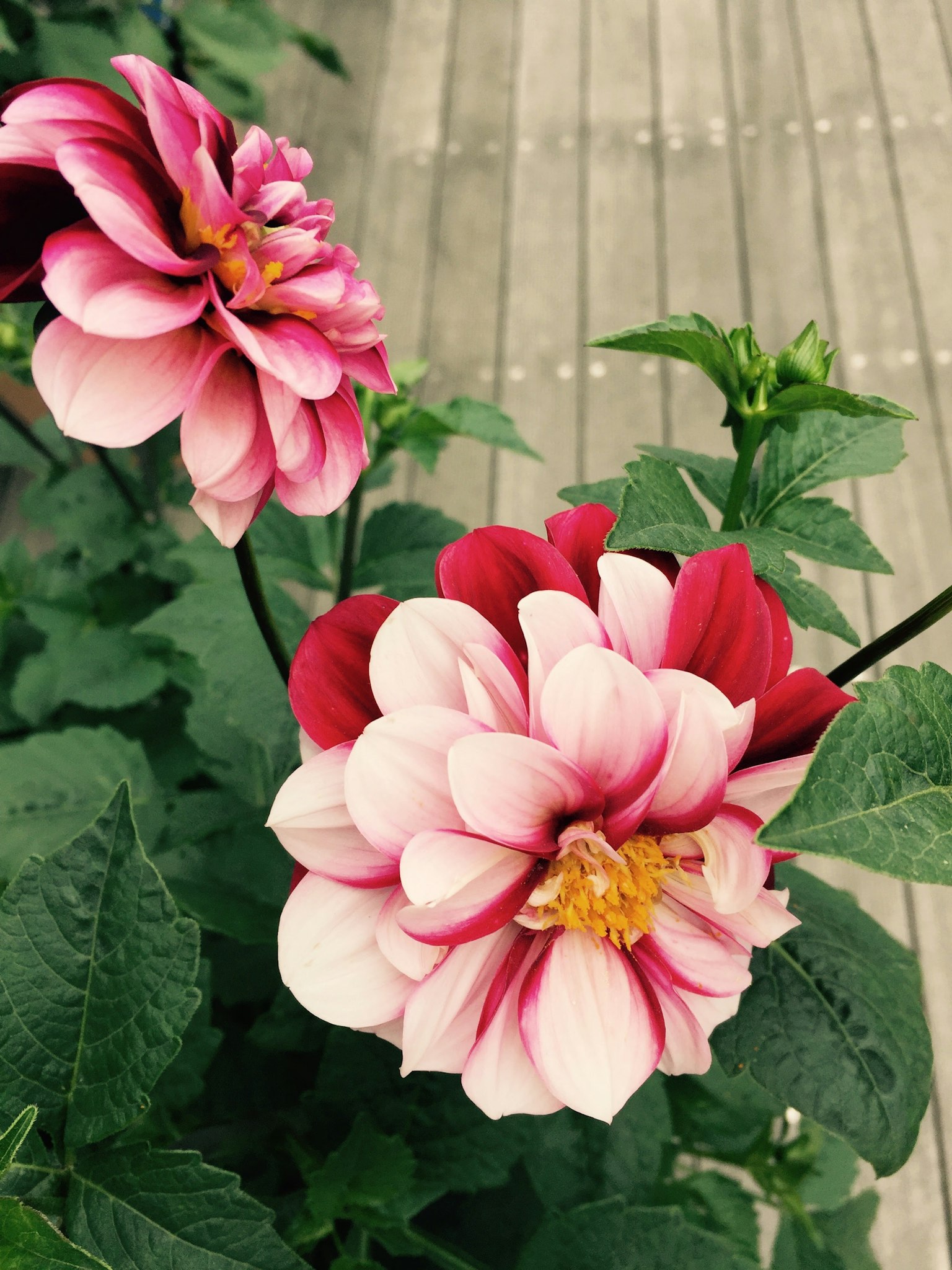 Rosa und weiße Dahlienblüten umgeben von grünen Blättern