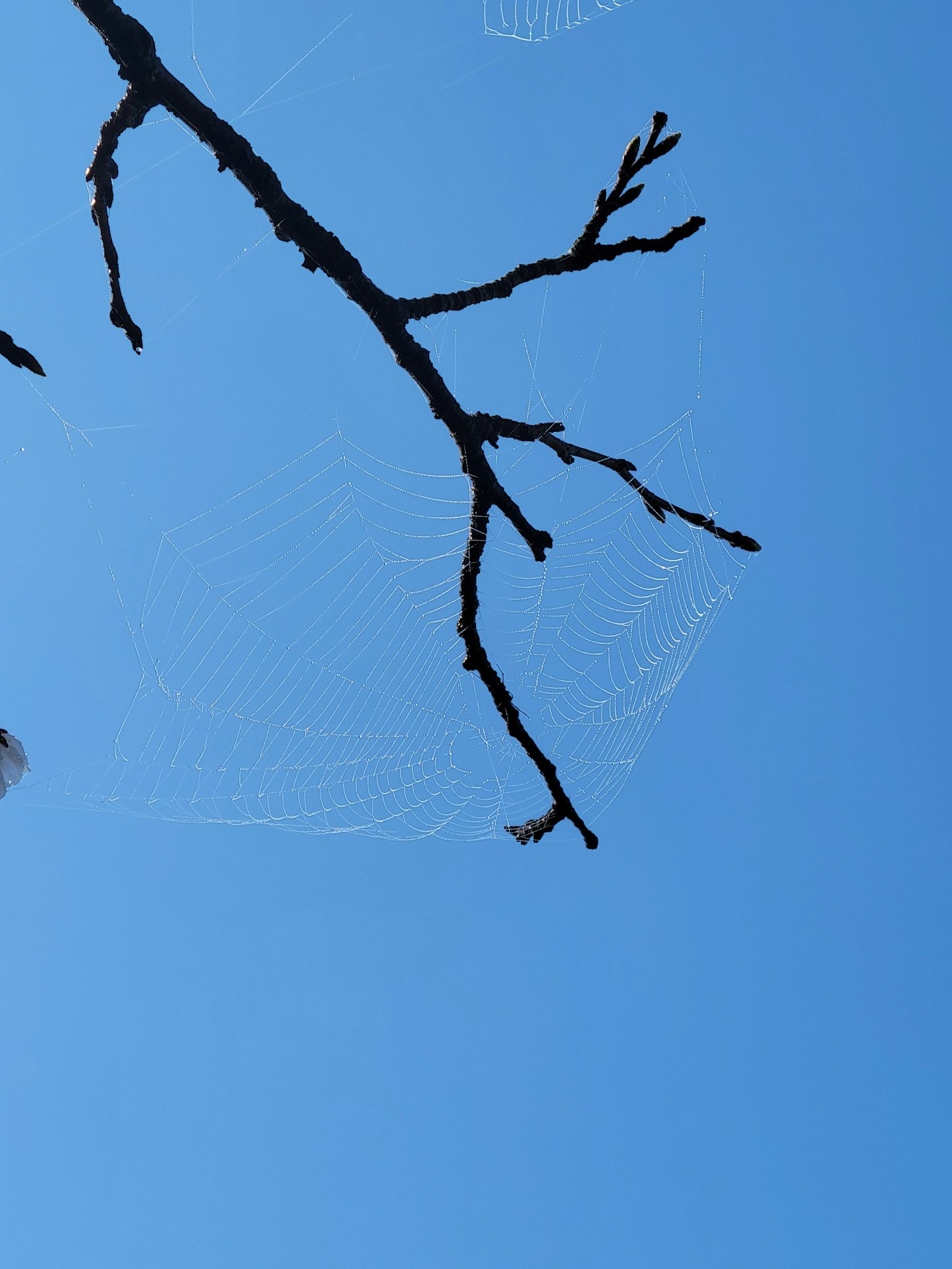 Cabang tipis di langit biru dengan jaring laba-laba