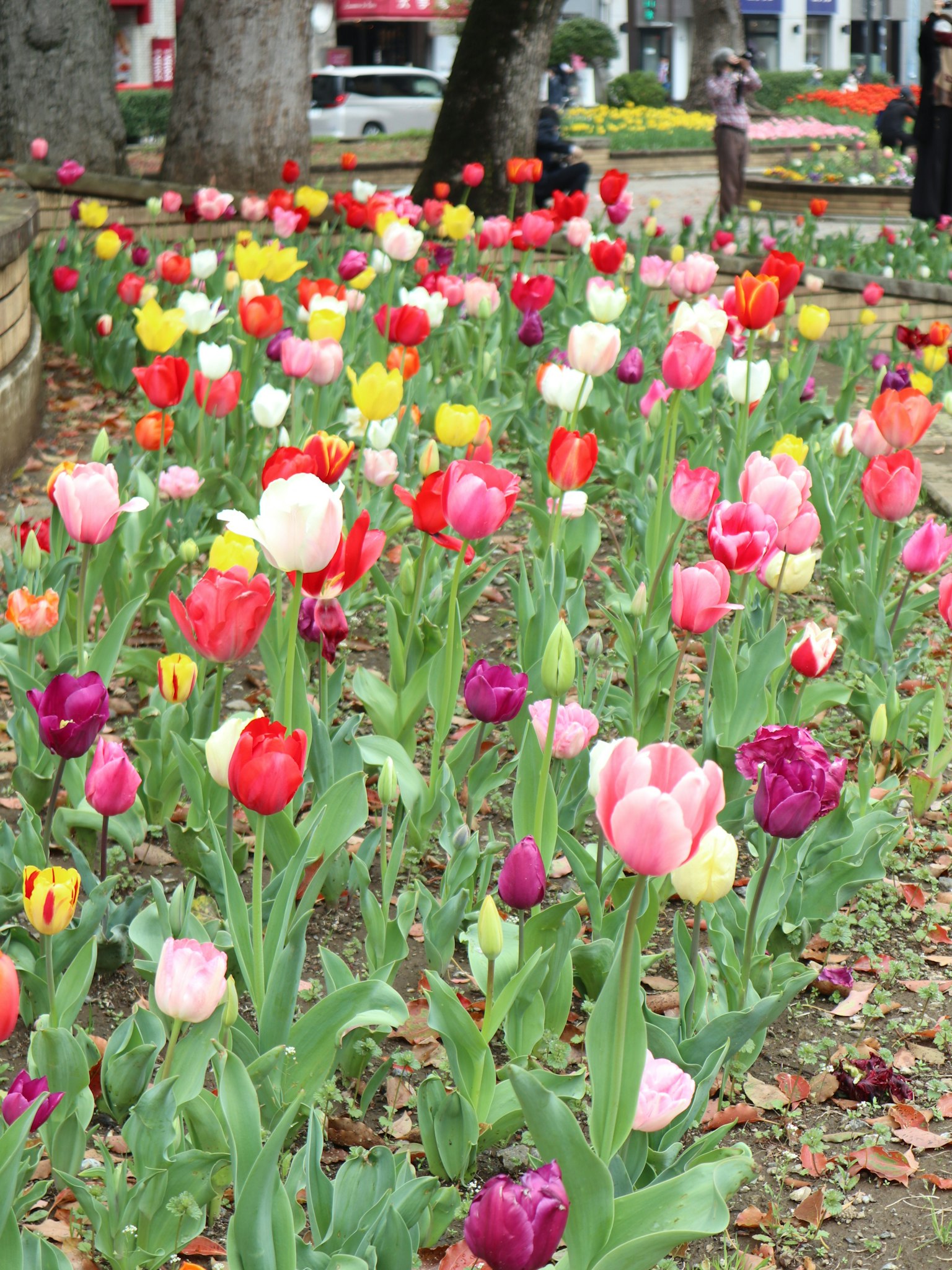 Pemandangan cerah bunga tulip berwarna-warni yang mekar di taman