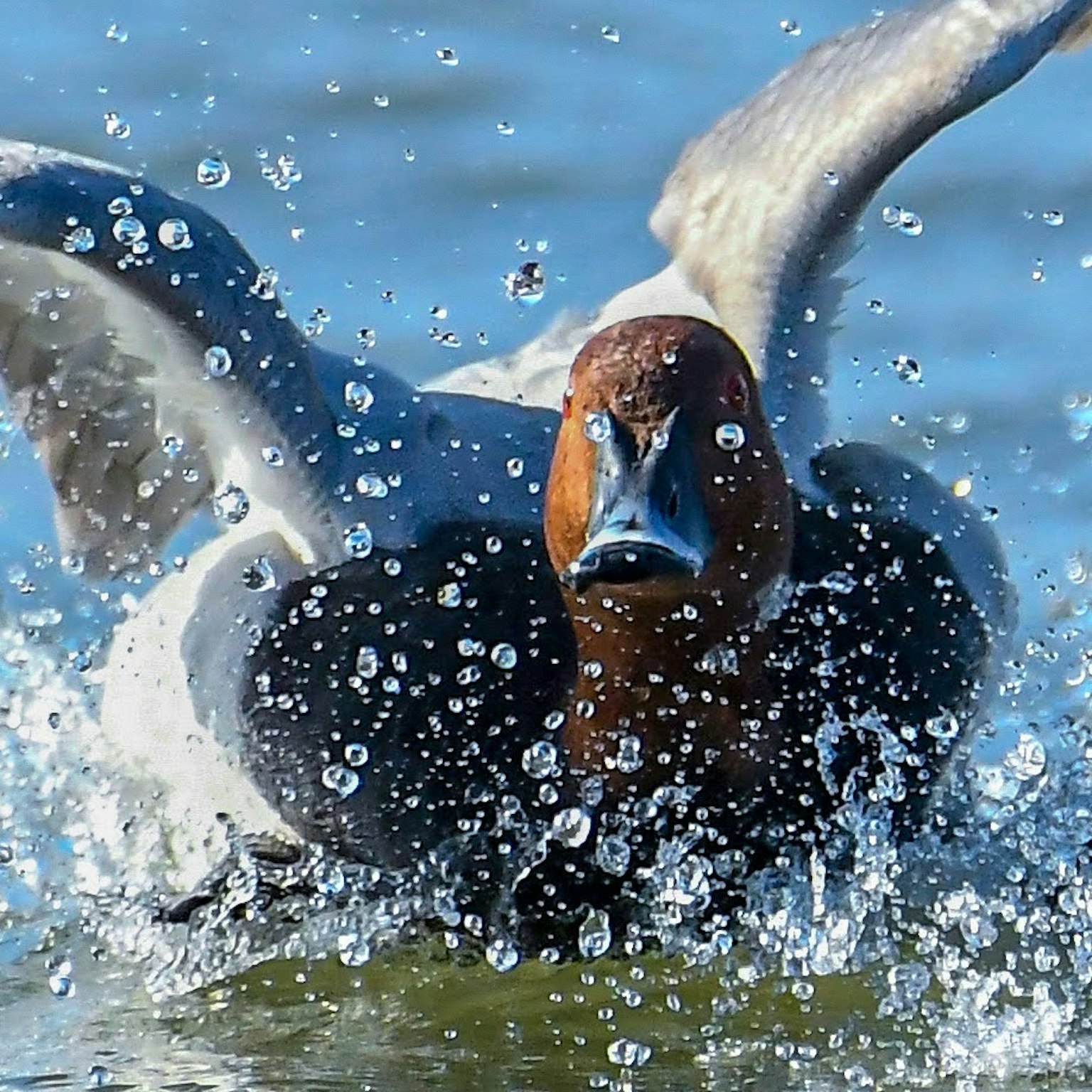 Canard éclaboussant sur l'eau avec les ailes déployées