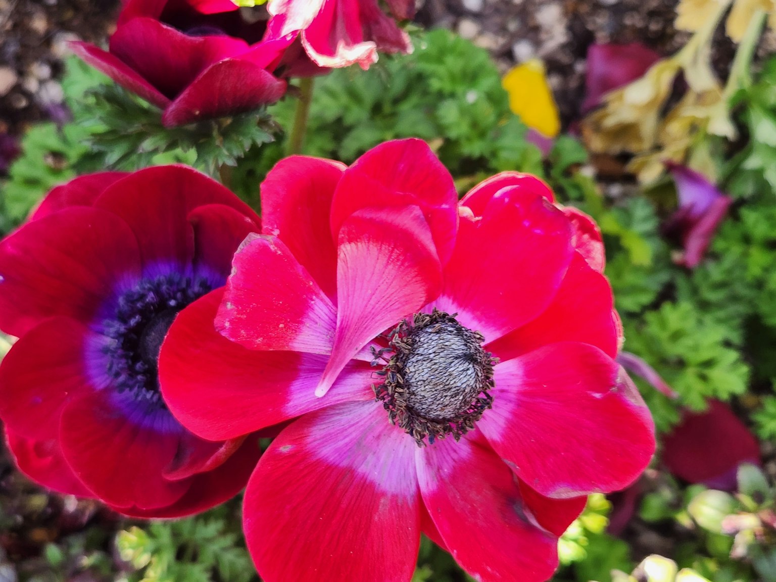 Hoa anemone đỏ rực nở giữa lá xanh