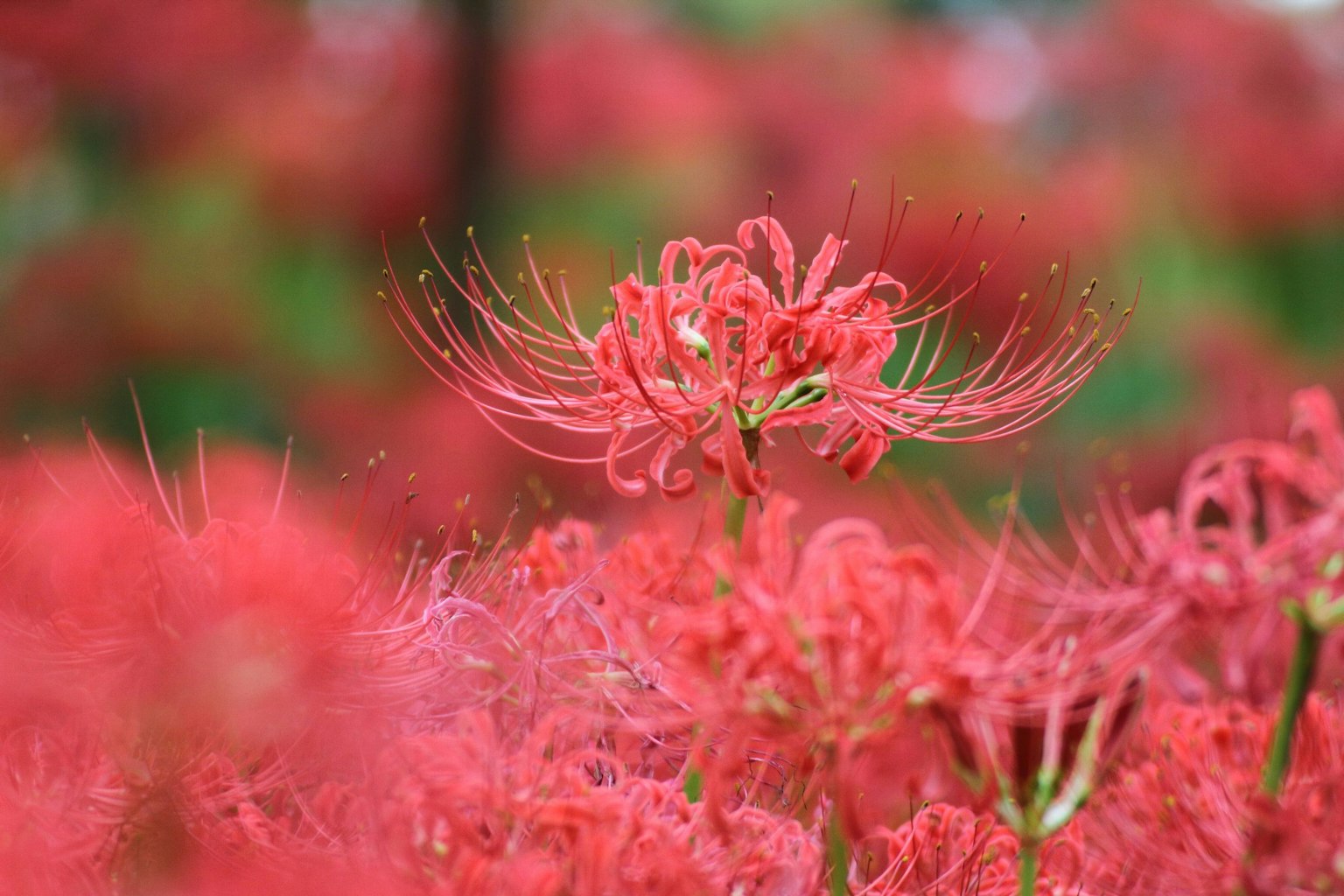 Un grupo vibrante de lirios rojos con una flor destacada