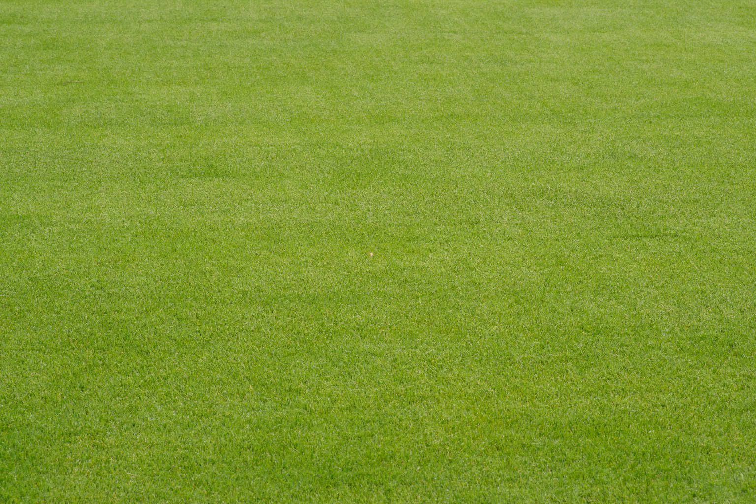 Vibrant green grass covering the ground