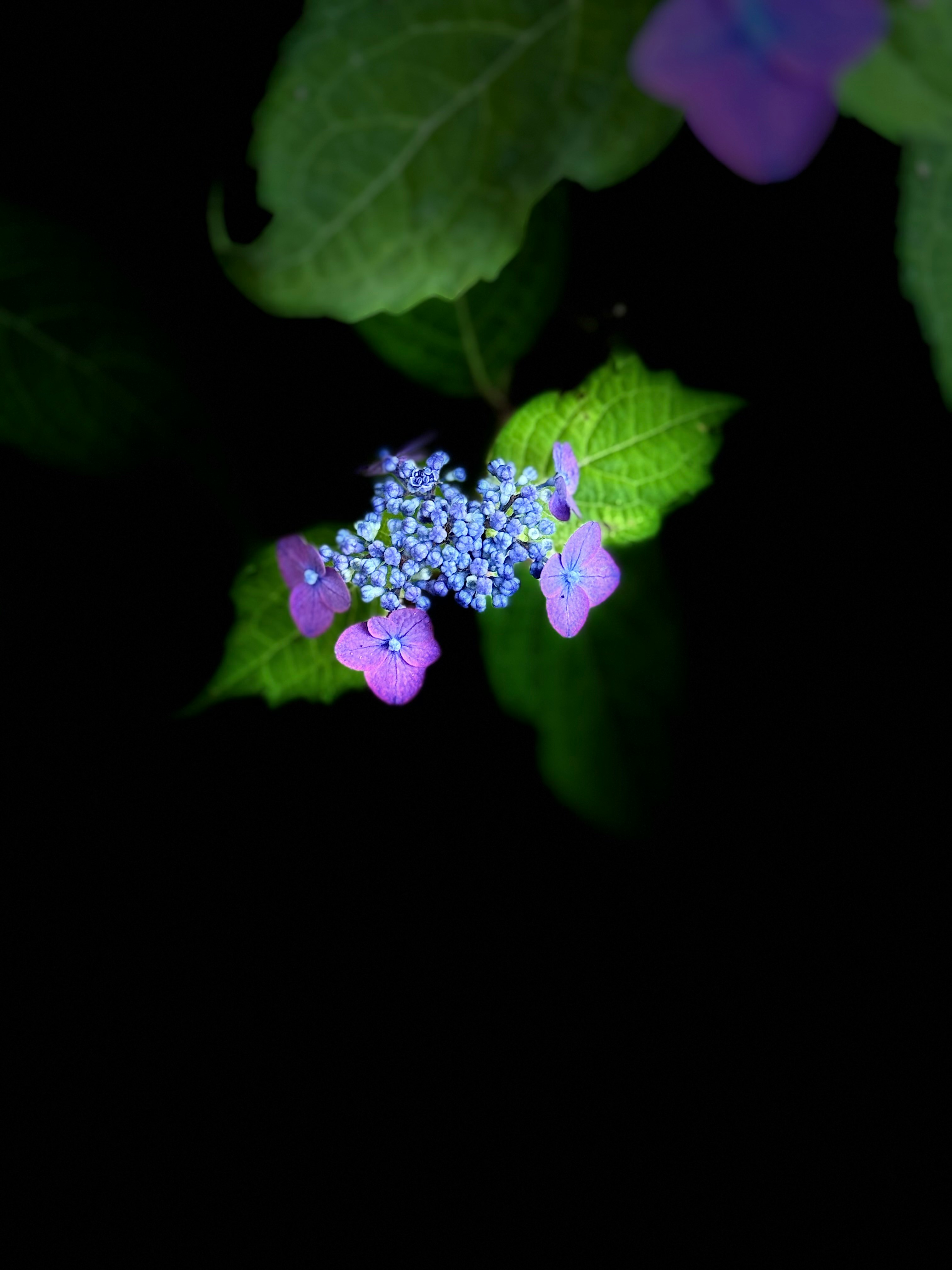 黒背景に映える紫陽花の花と青い花びらの蕾