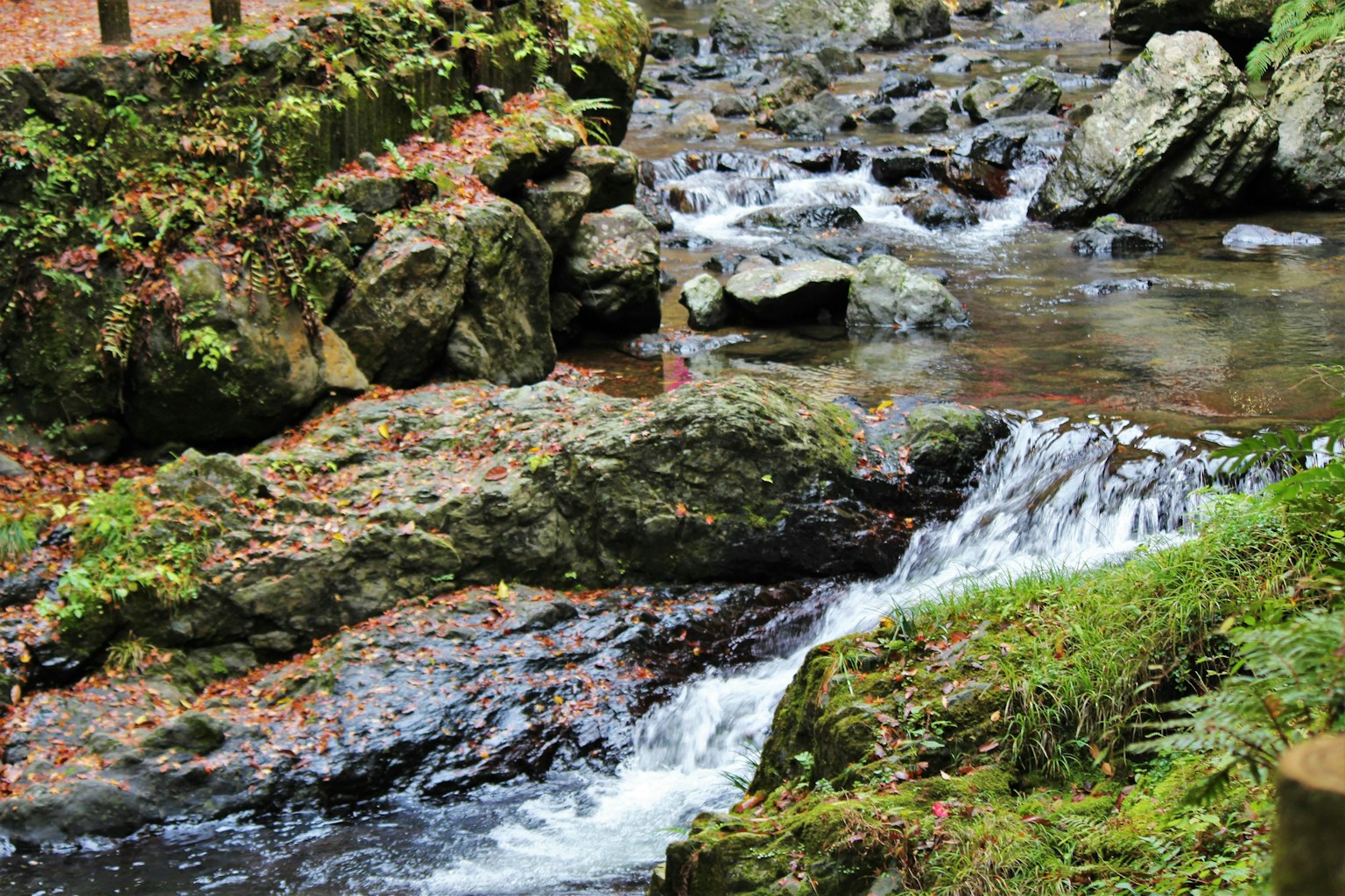 Un ruisseau coulant avec des rochers entourés de feuillage vert et de feuilles éparses
