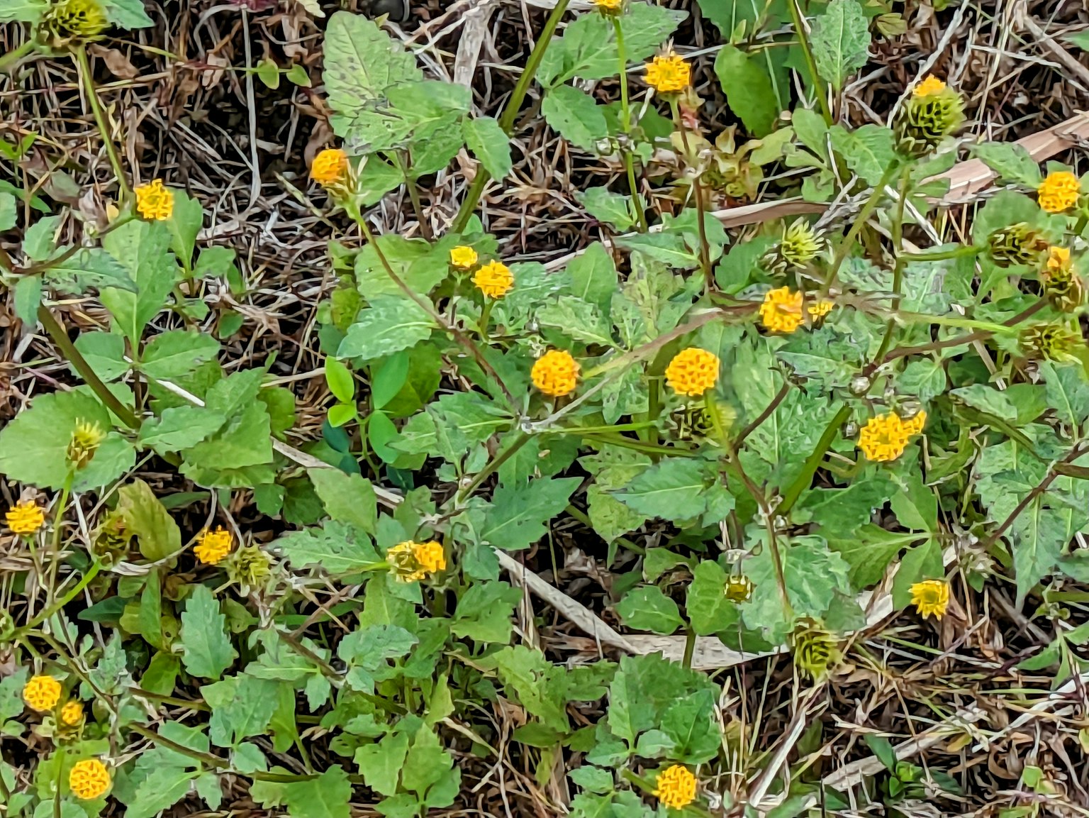 Un groupe de plantes avec des feuilles vertes et de petites fleurs jaunes