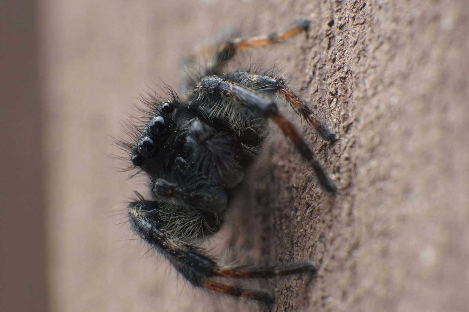 Acercamiento de una araña negra arrastrándose por una pared