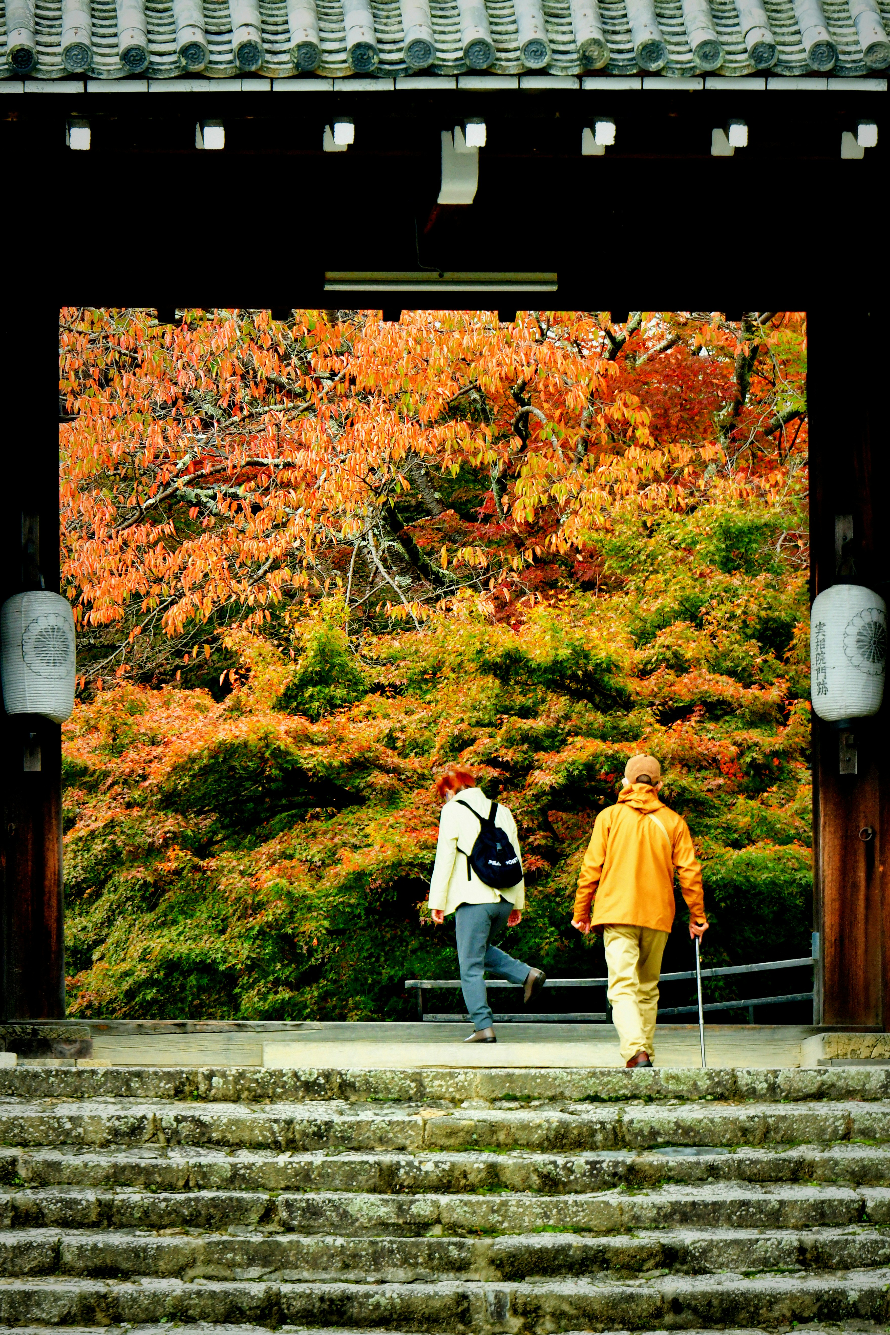 紅葉の庭を望む寺院の石段と門の前を歩く人