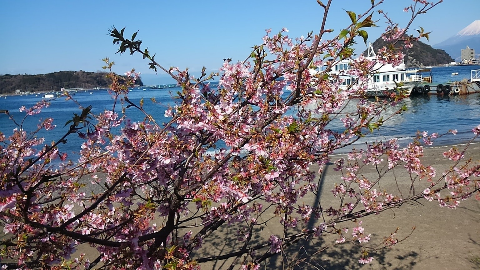 海边的樱花树和蓝色海洋