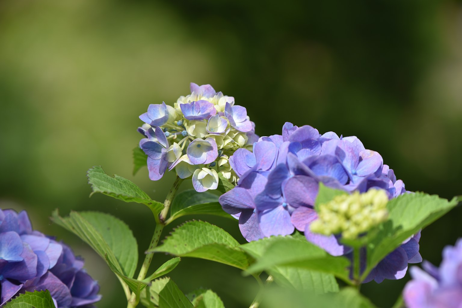 Nahaufnahme von lila Hortensienblüten mit grünen Blättern