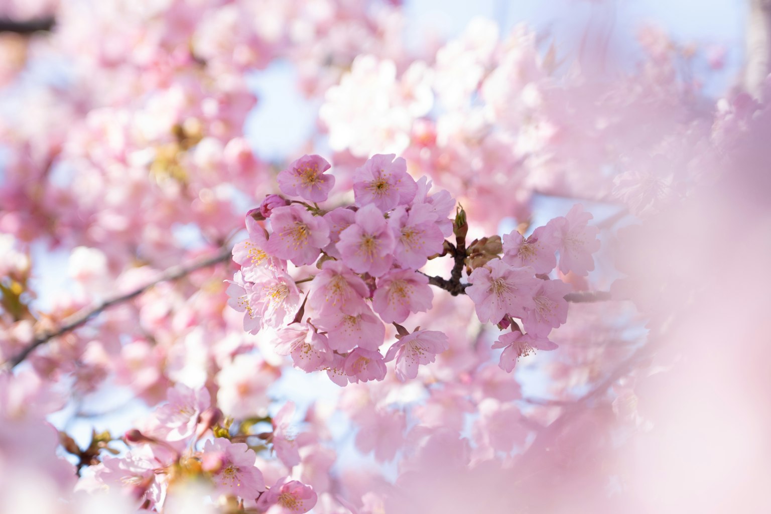 ดอกซากุระสีชมพูอ่อนบานอยู่บนพื้นหลังเบลอ