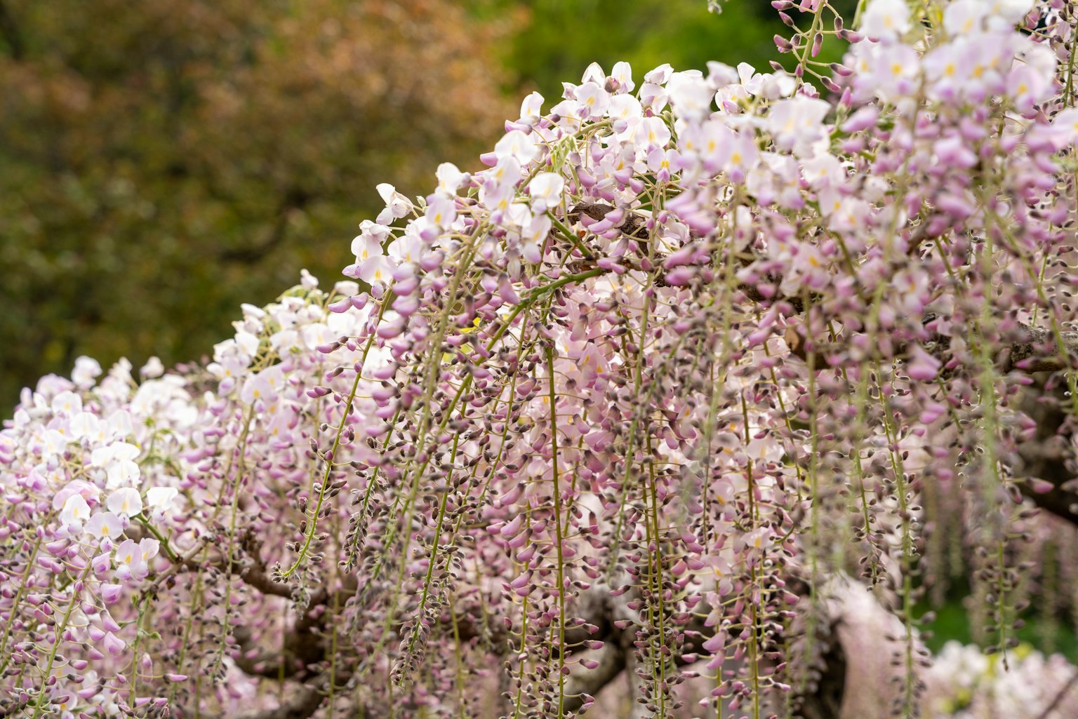 Fleurs de glycine tombant en teintes de violet et blanc
