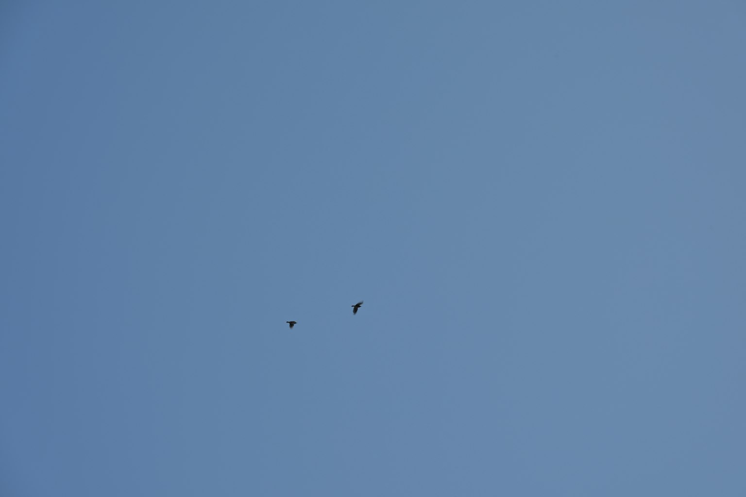 Due uccelli che volano in un cielo blu chiaro