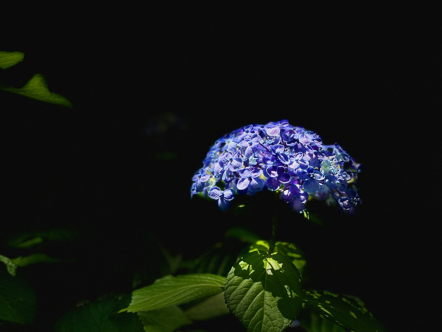 Eine blaue Hortensie, die vor einem dunklen Hintergrund leuchtet