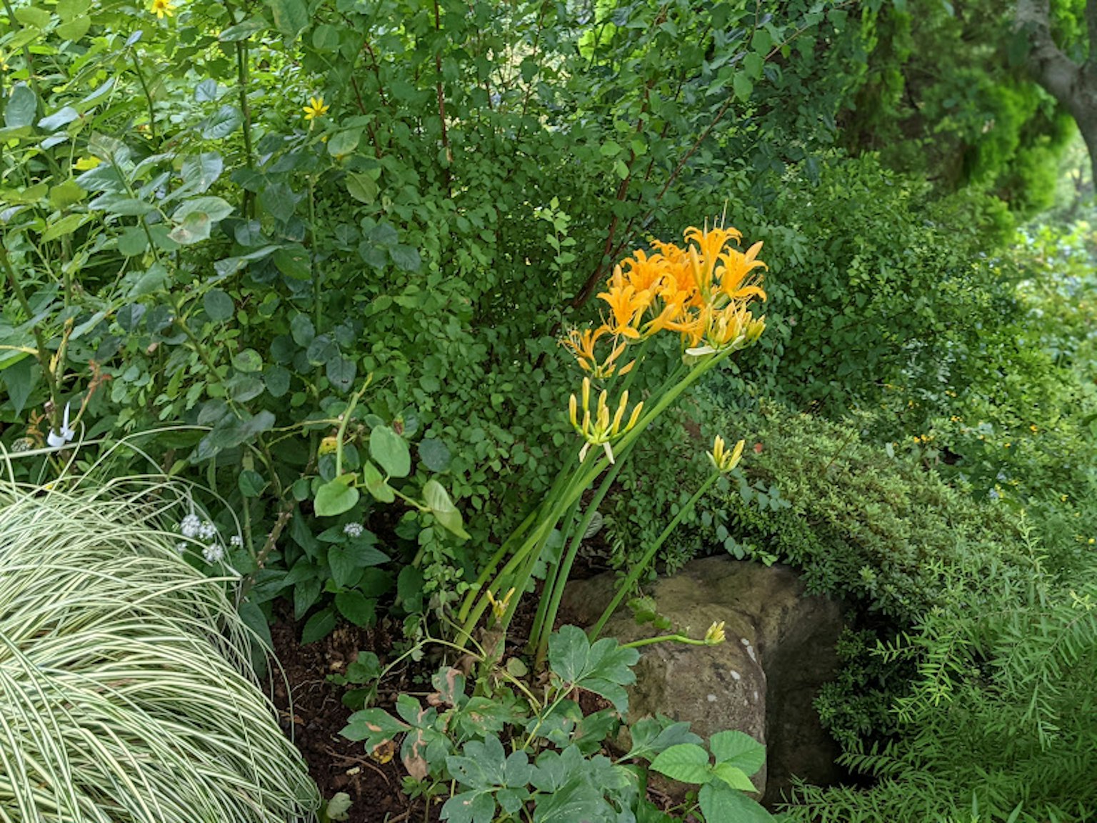 Flor naranja floreciendo en un jardín verde exuberante rodeada de follaje variado