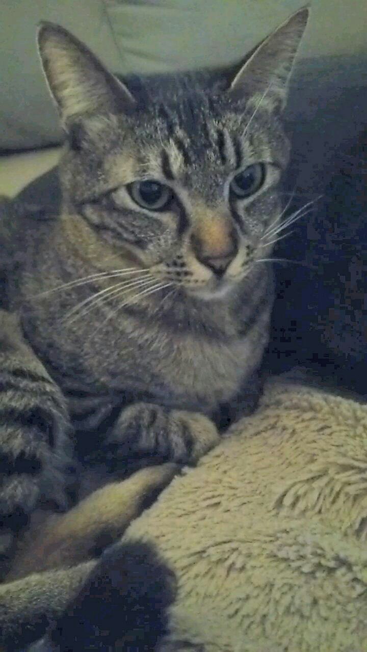 tabby cat lounging on a sofa