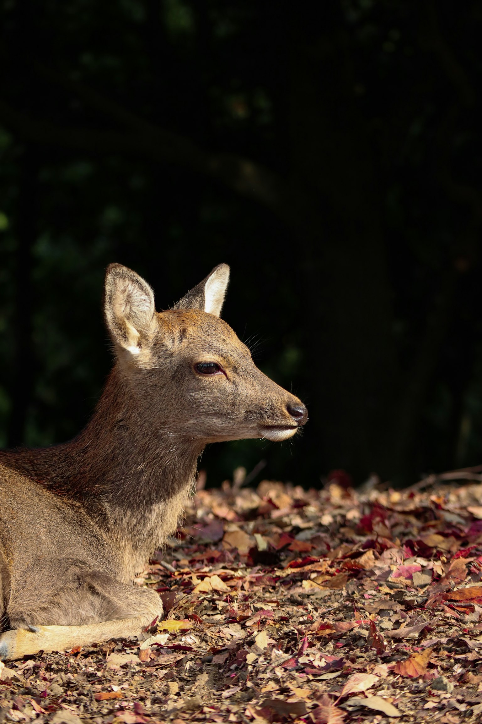 Profile of a young deer resting on fallen leaves