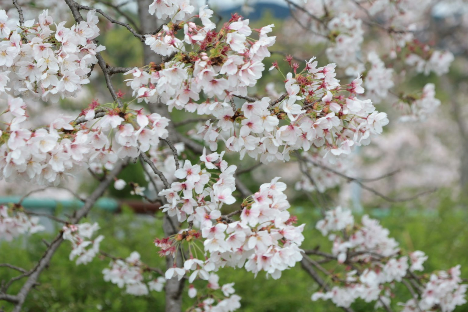 Primo piano di rami di ciliegio in fiore