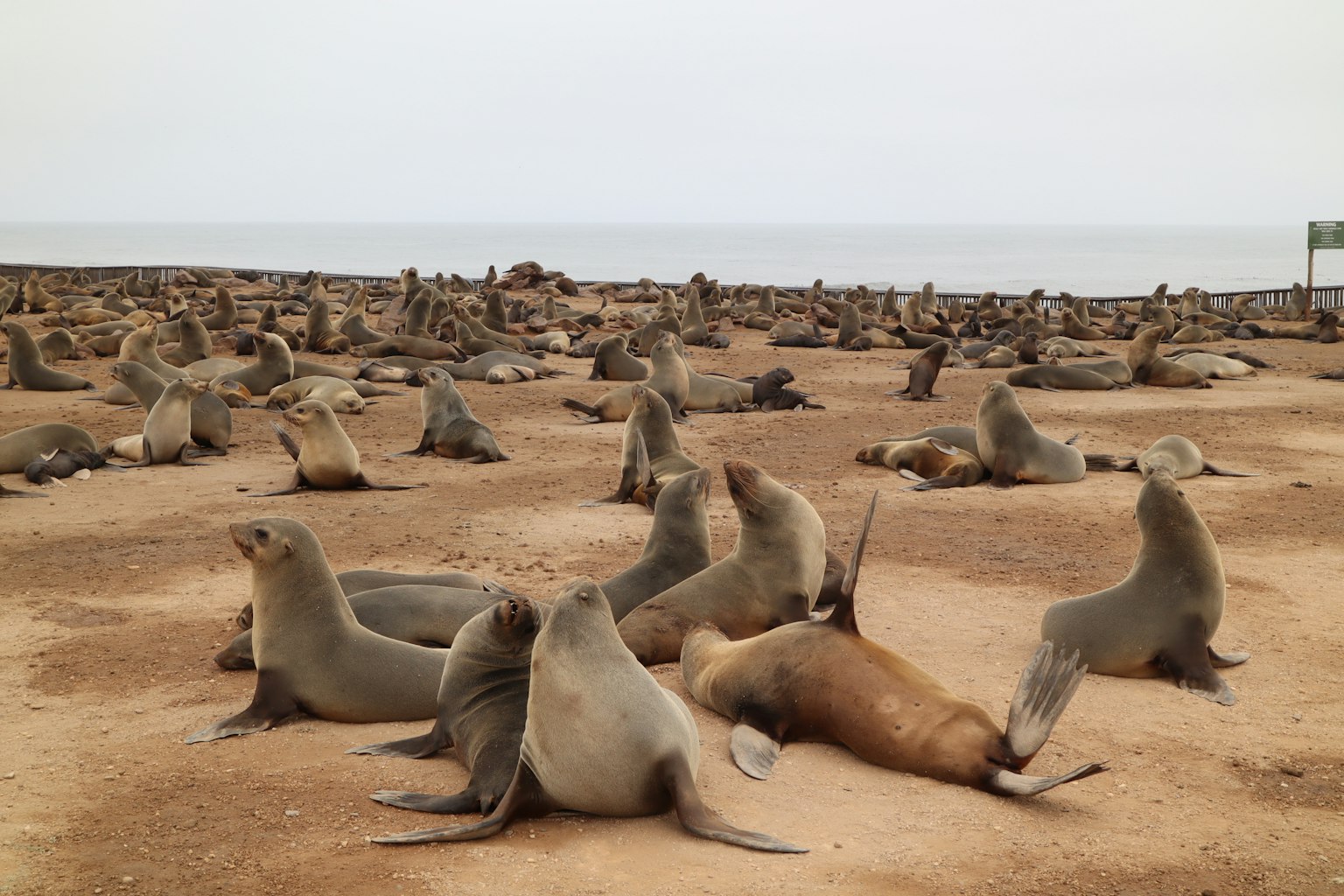 Numerous sea lions lounging on a sandy beach