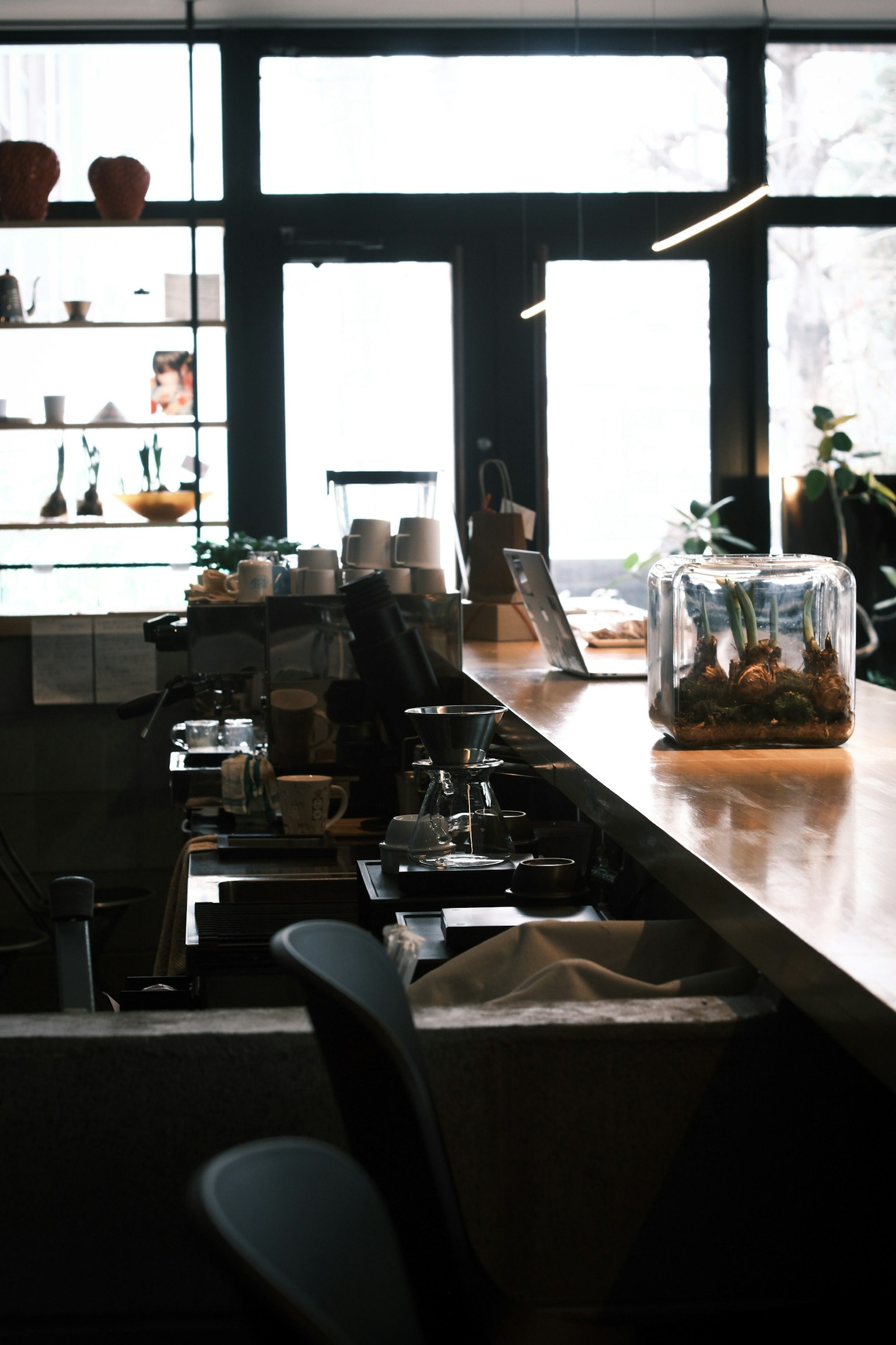 ภายในร้านกาแฟที่มีหน้าต่างสว่างและเคาน์เตอร์ไม้ มีภาชนะแก้วที่มีพืช