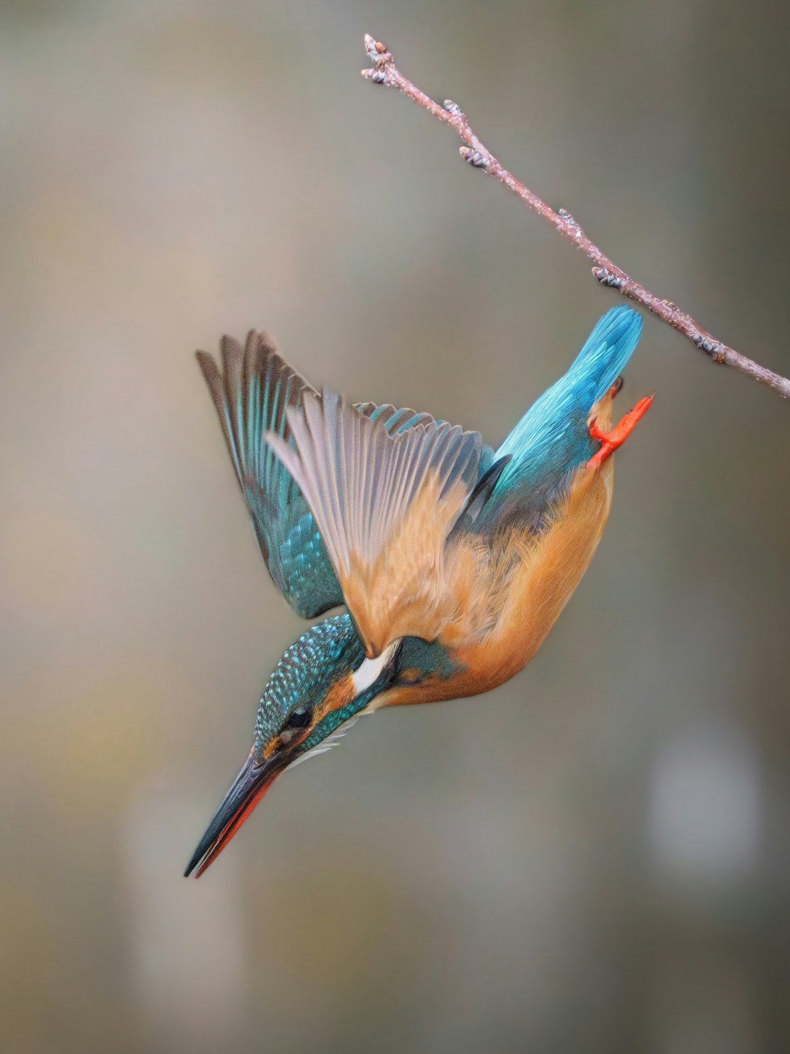 Un martin pescatore con piume blu che si tuffa da un ramo