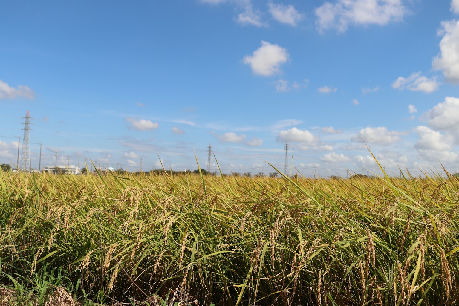 Landscape of golden rice fields under a blue sky