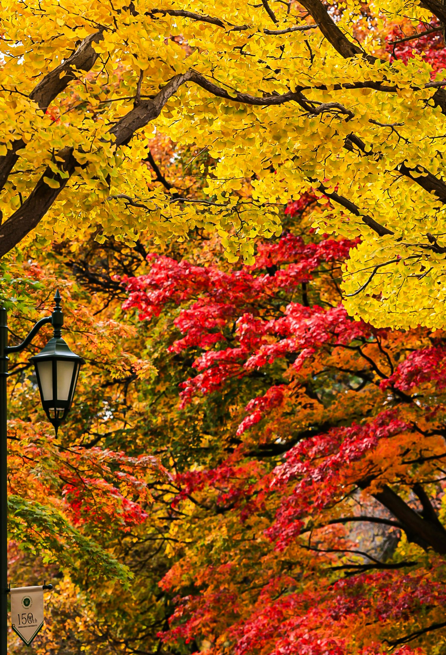 秋季紅葉樹枝與路燈
