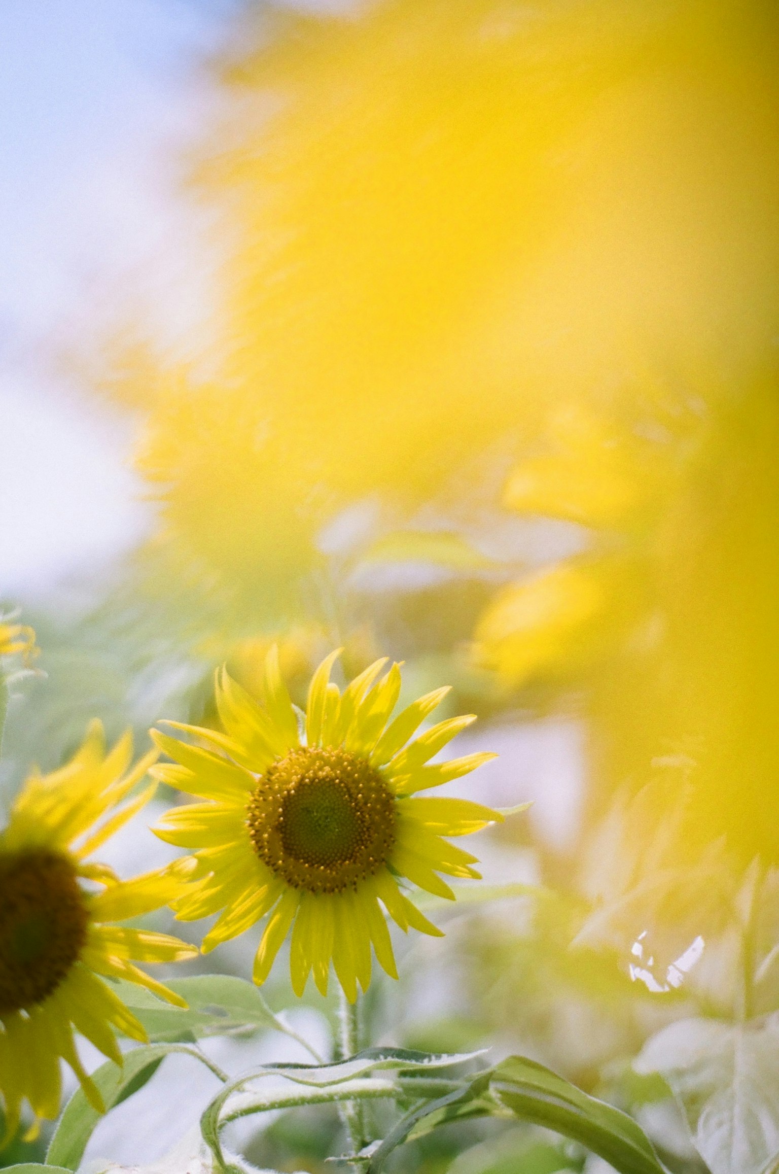 Helle Sonnenblumen blühen auf einem Feld