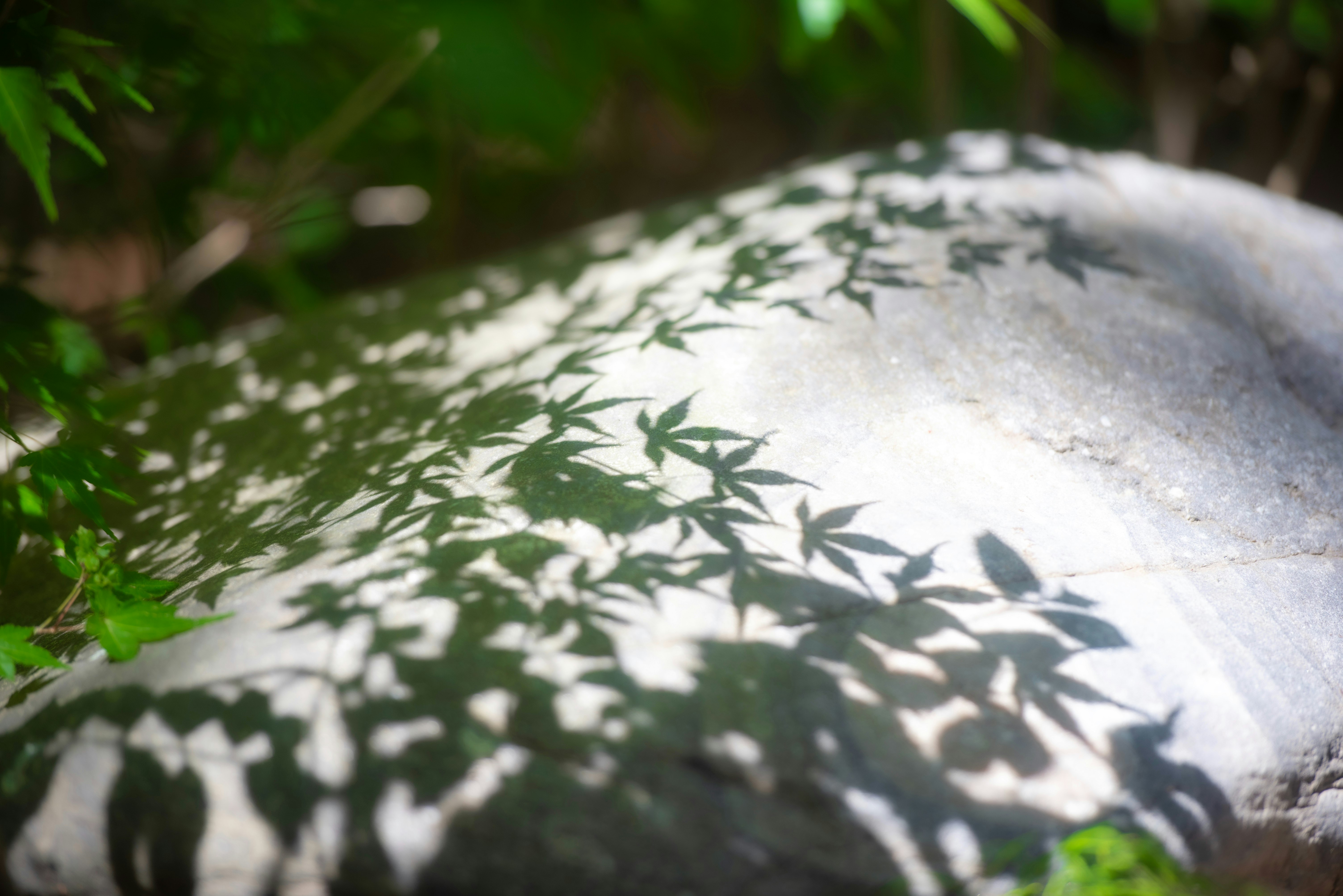 water surface on a stone with bamboo leaf shadows