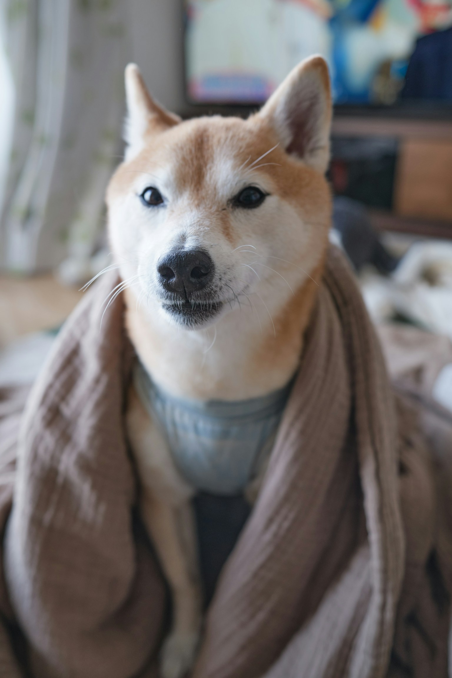 被毛毯包裹的柴犬，表情溫和可愛