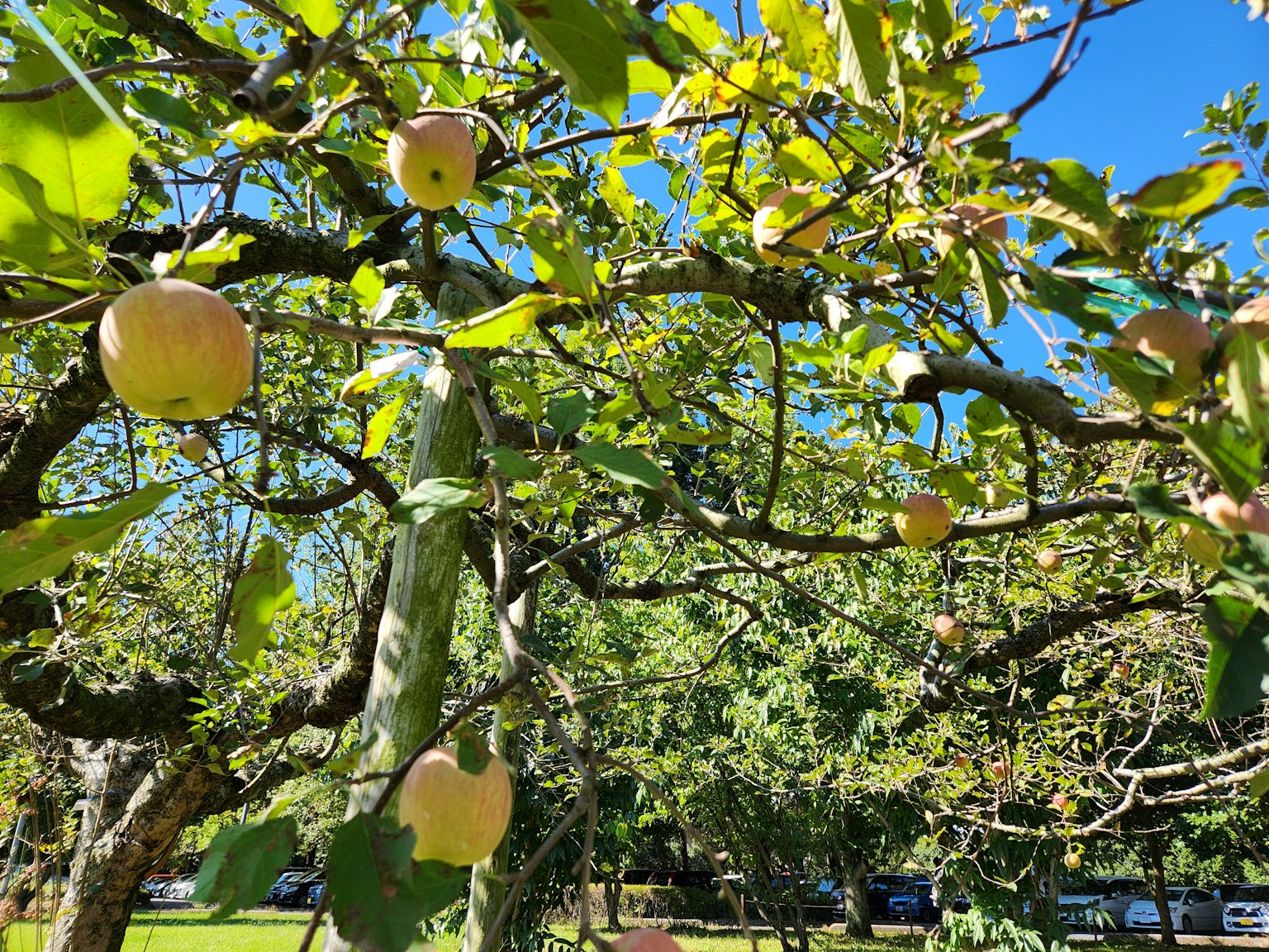 Apple tree branches with fruit under a clear blue sky