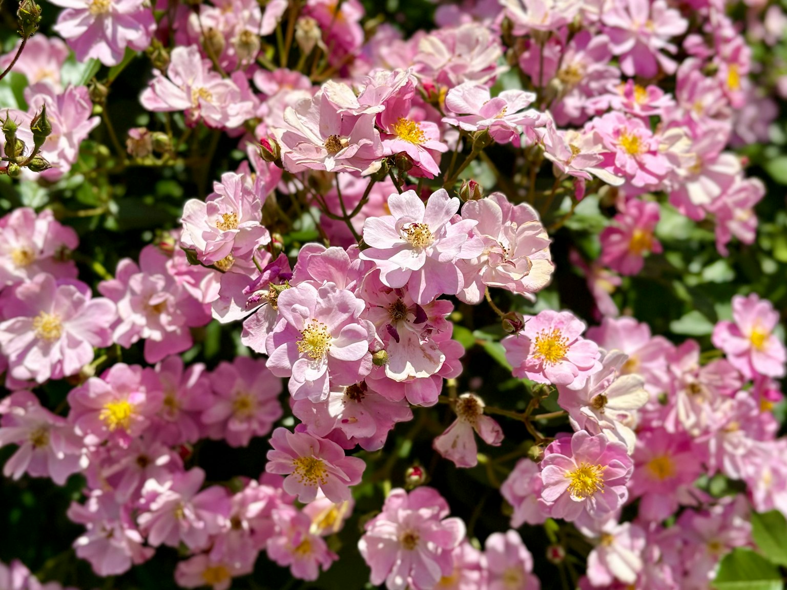 Un denso gruppo di fiori rosa in fiore con centri gialli