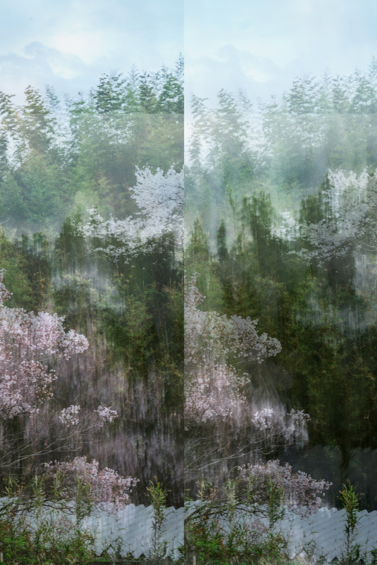 Paesaggio sereno con fiori di ciliegio e alberi verdi sovrapposti