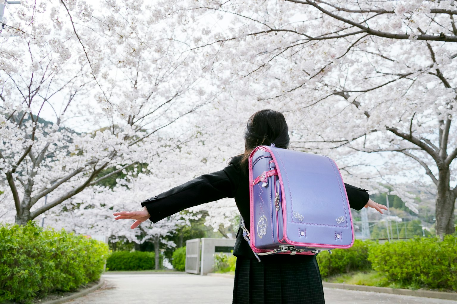 Child with a purple backpack spreading arms under cherry blossom trees