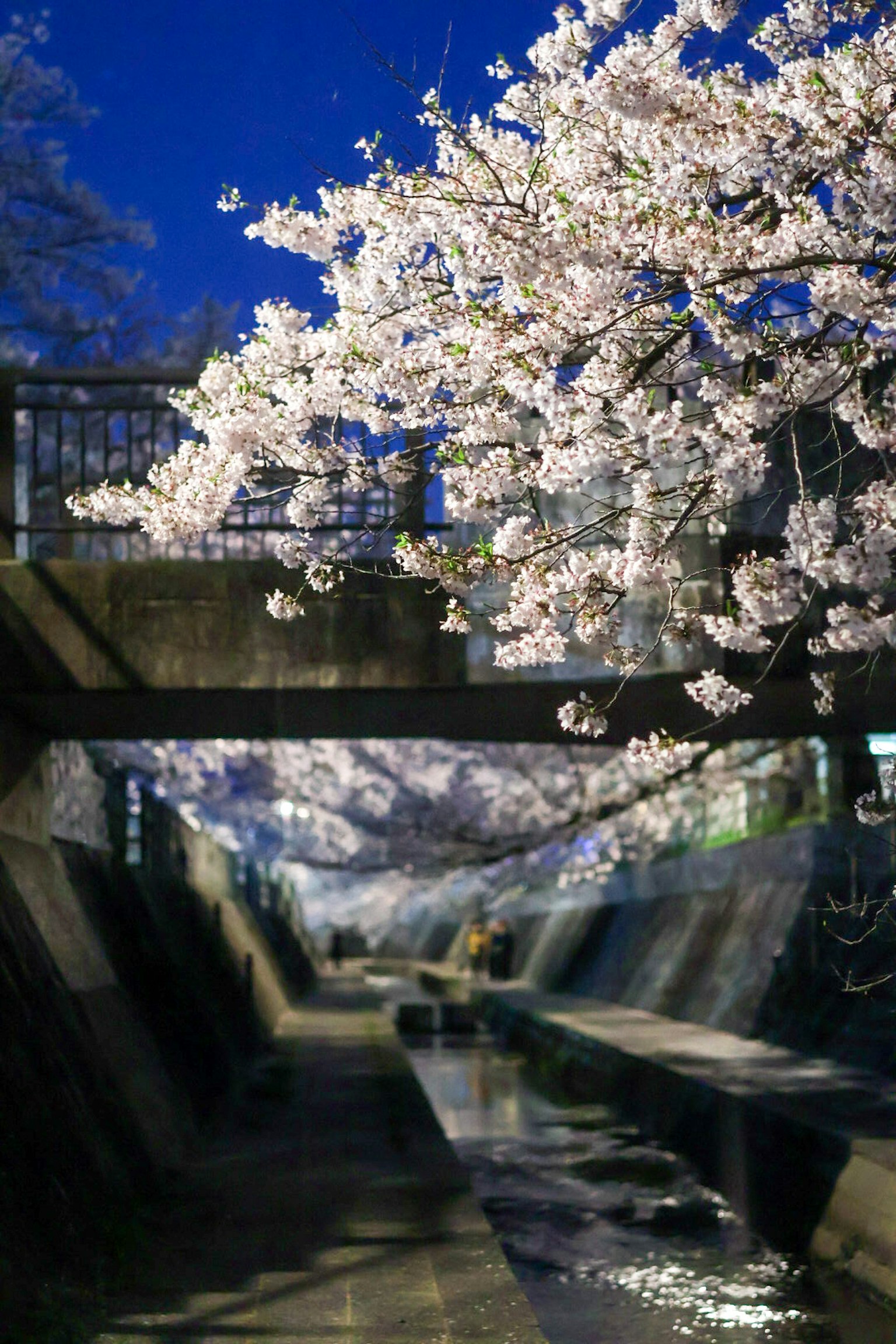 ดอกซากุระสวยในท้องฟ้ายามค่ำคืนเหนือทางน้ำที่เงียบสงบ