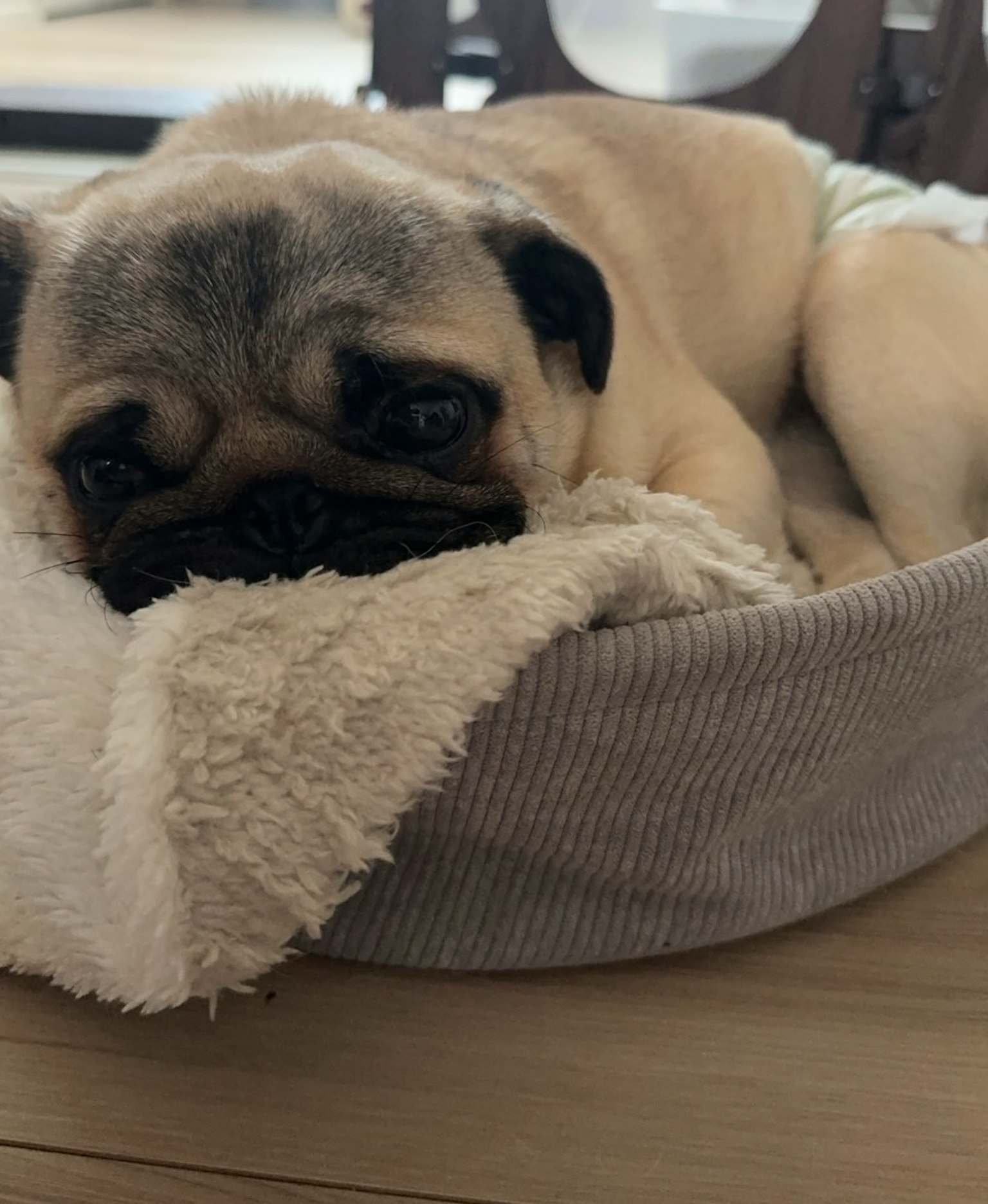Chó pug thư giãn trên giường thú cưng