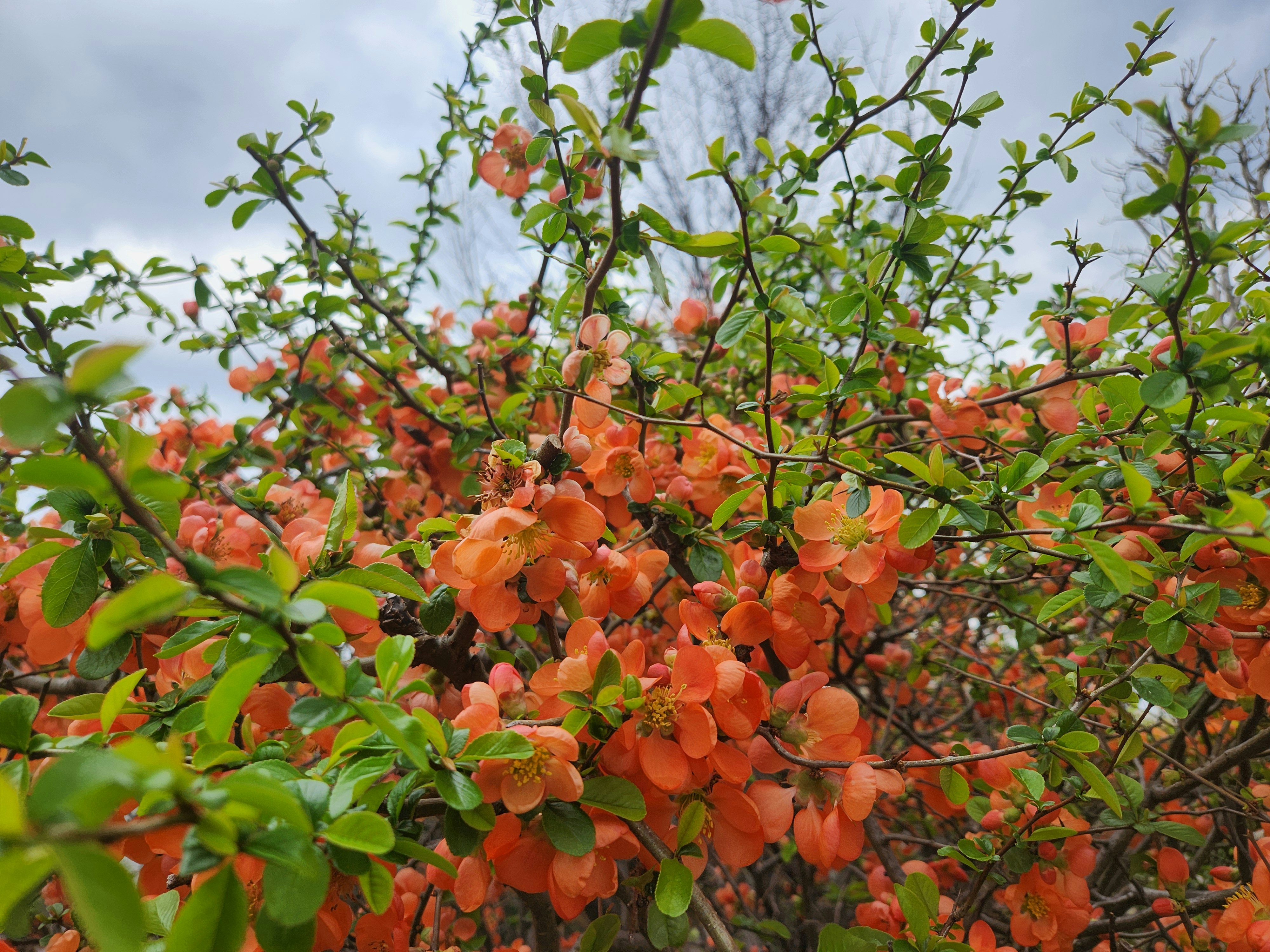 オレンジ色の花が咲く春の植物の枝先