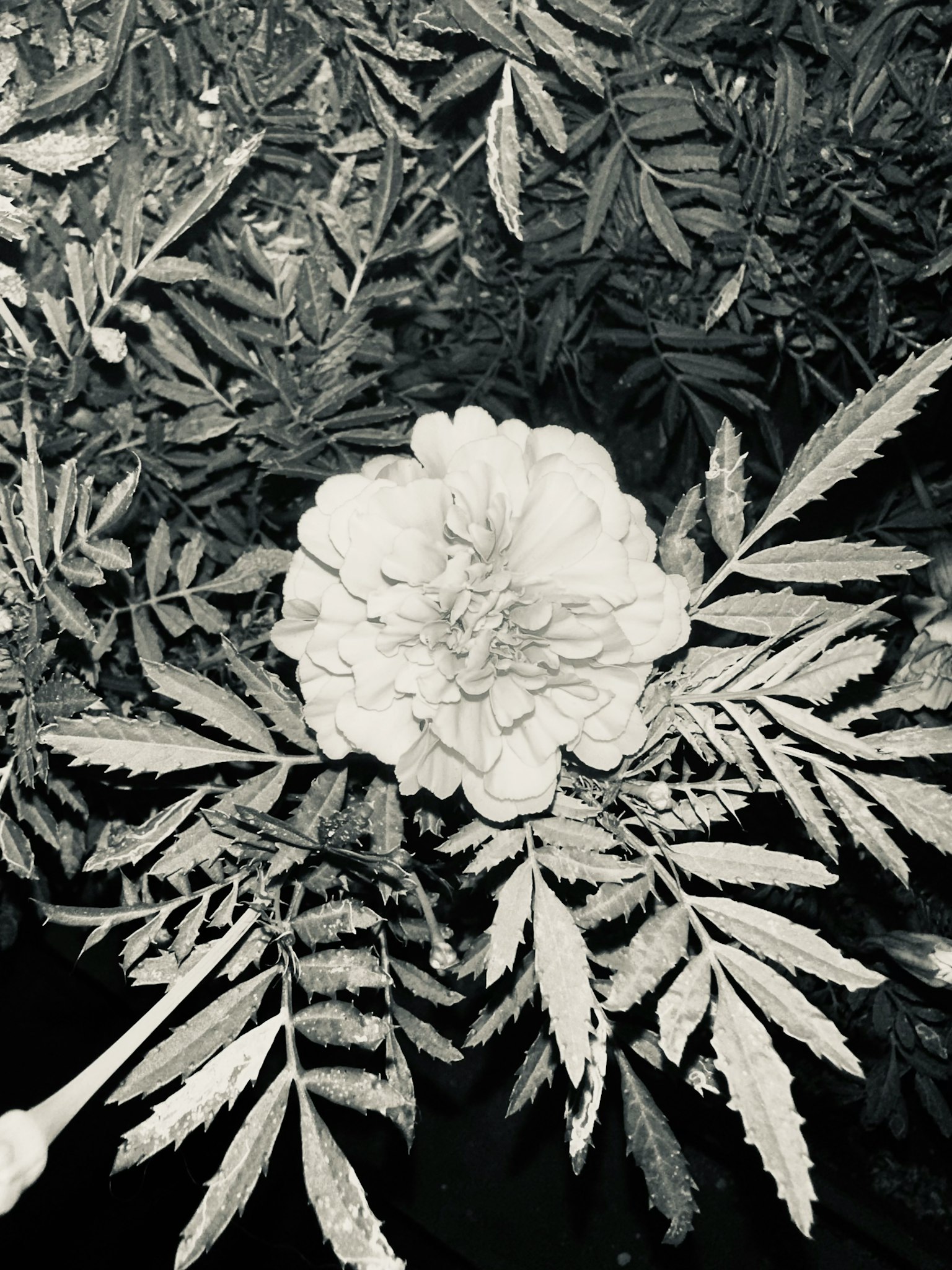 Image monochrome avec une fleur de souci blanche et des feuilles vertes