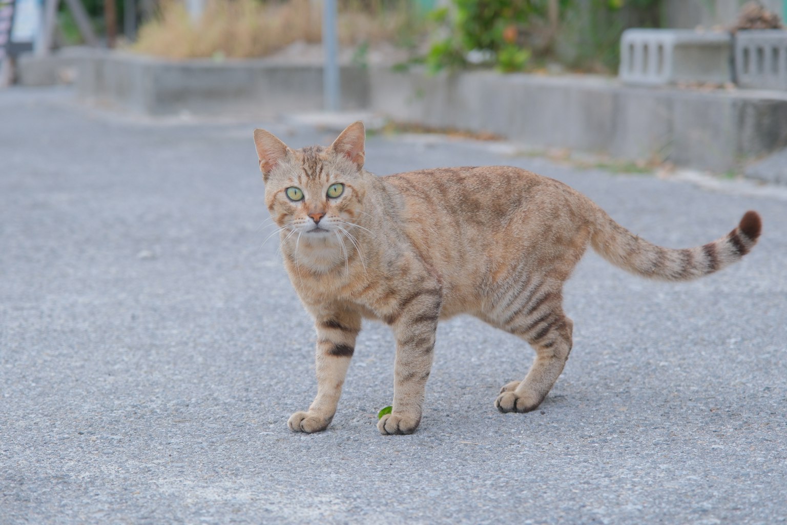 Un gatto tigrato marrone in piedi sulla strada