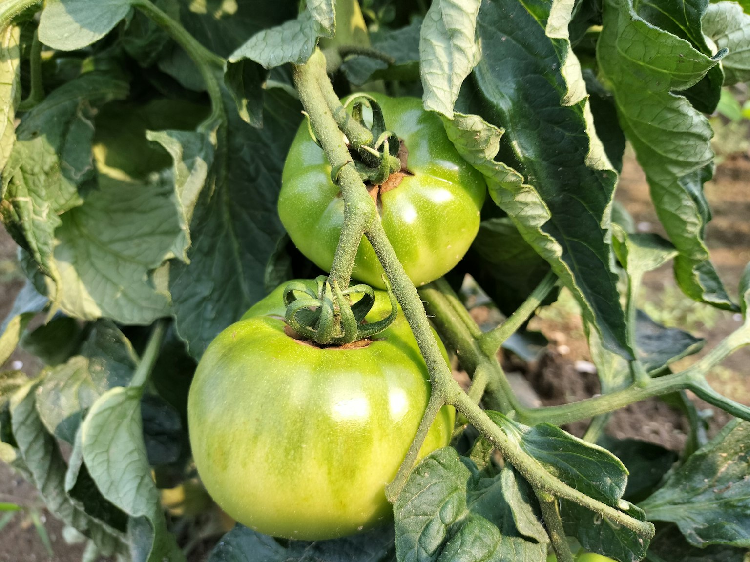 Pomodori verdi appesi tra foglie verdi lussureggianti