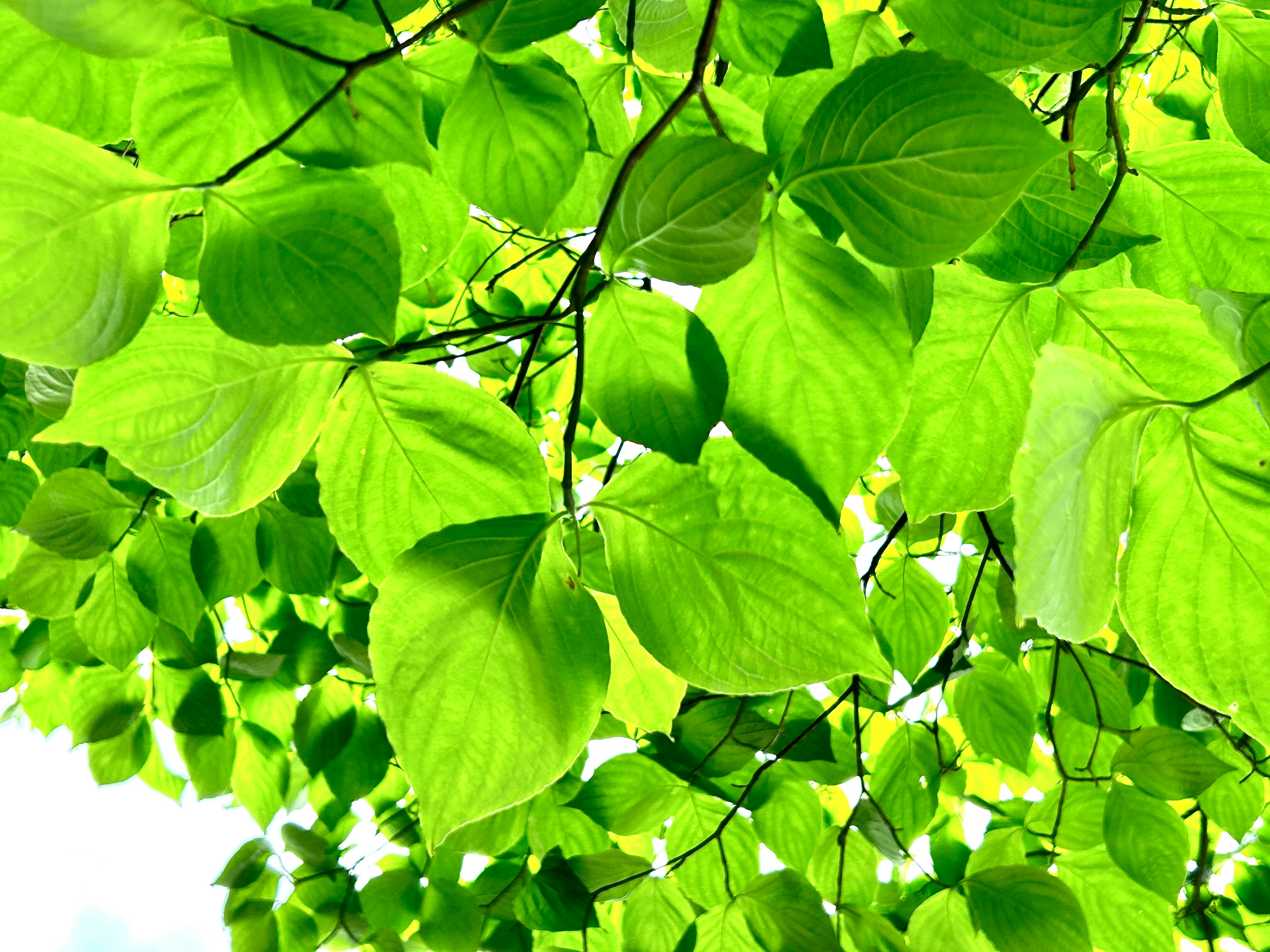 木の下の新緑の葉が生い茂る枝先のアップ
