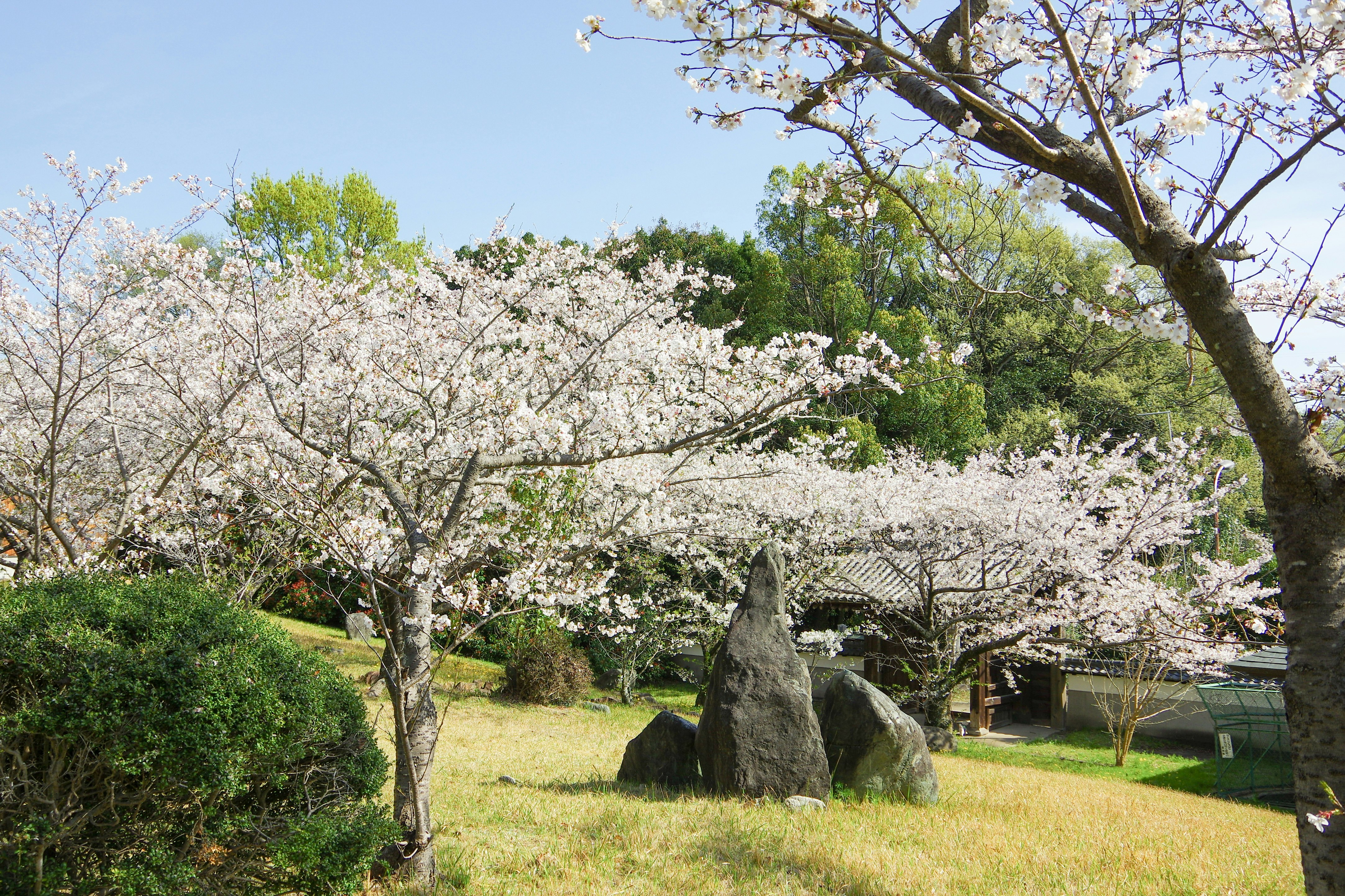 庭園の芝生と桜の花が咲く春の景色
