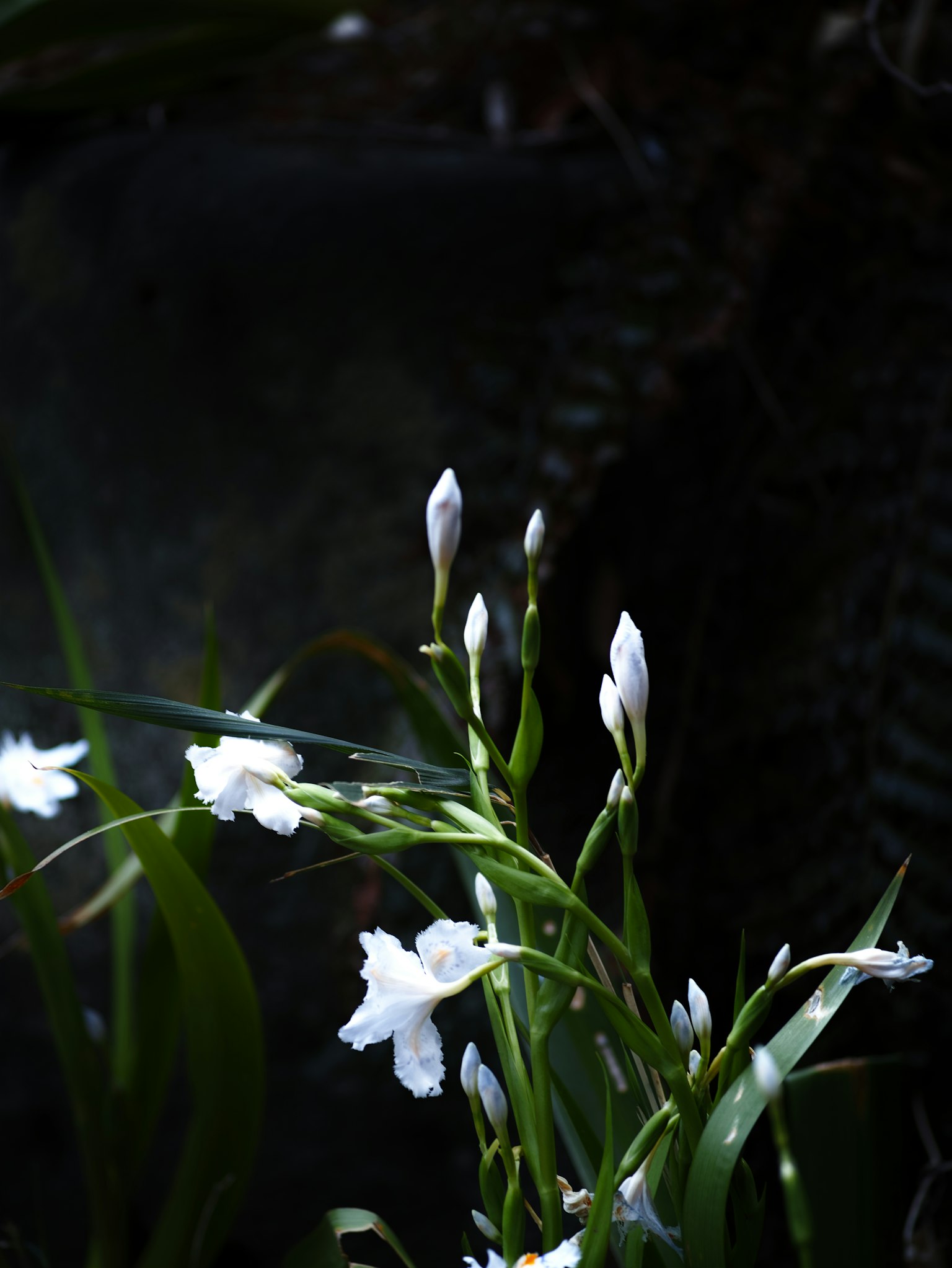 Nahaufnahme von grünen Pflanzen mit blühenden weißen Blumen