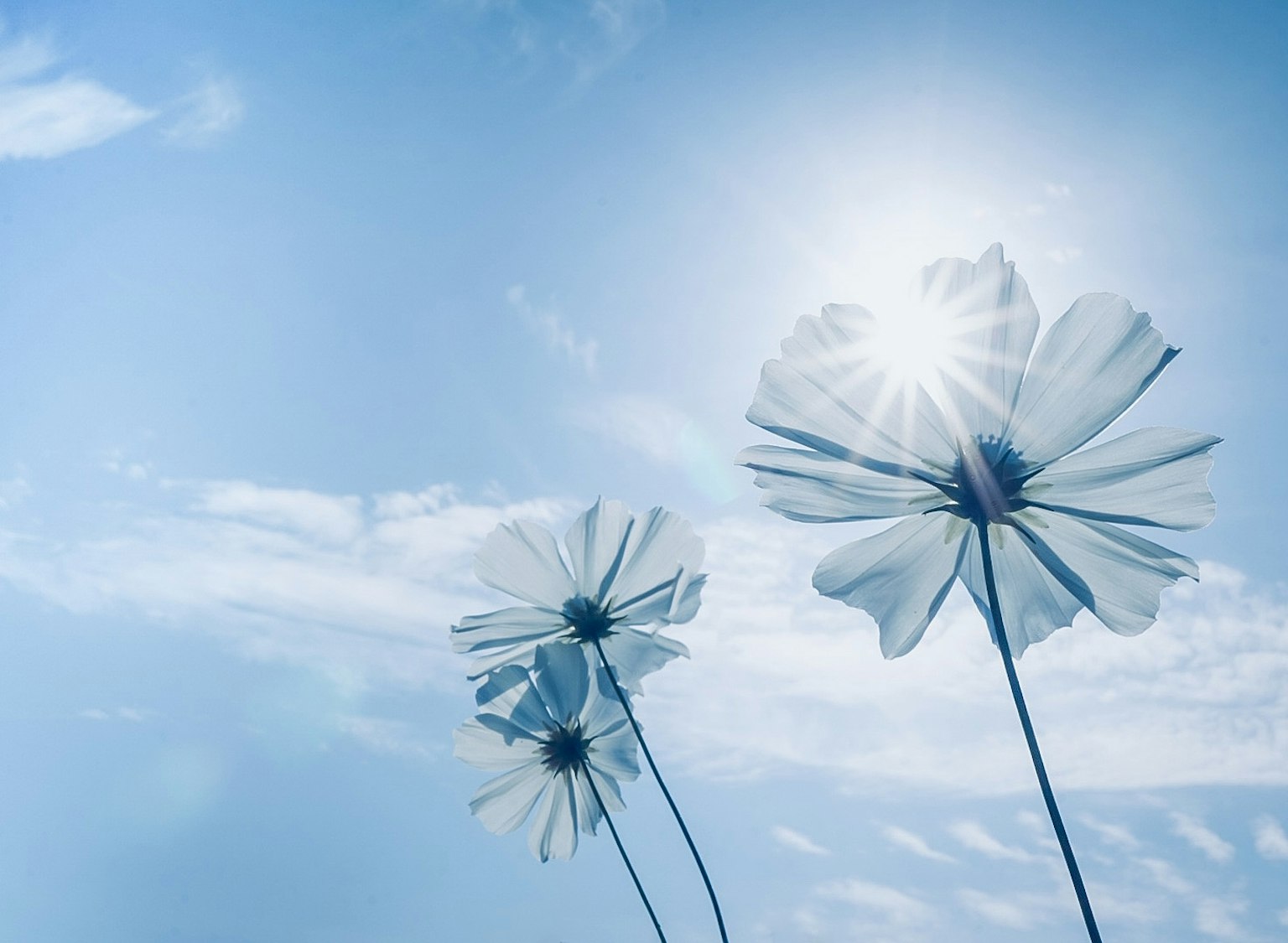 White flowers against a blue sky with sunlight