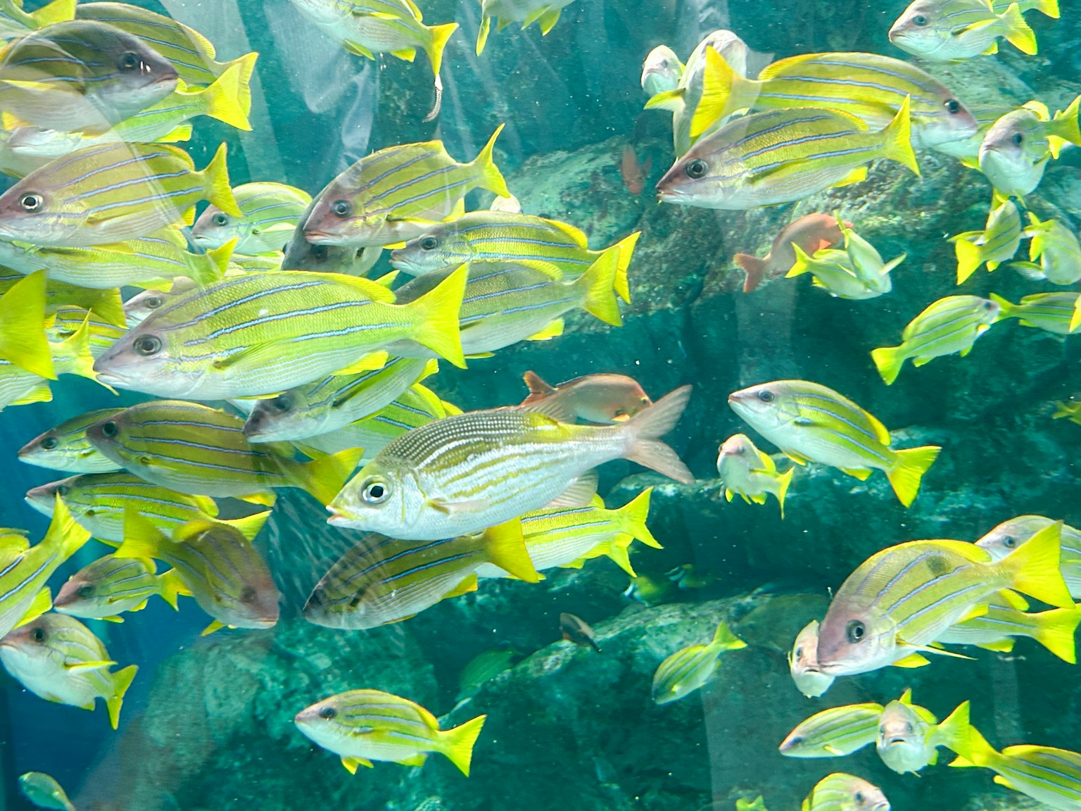 一幅生動的水下場景，各種黃色魚類游動