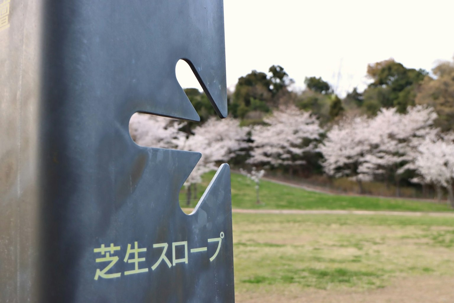 公园里的金属雕塑，背景是樱花树