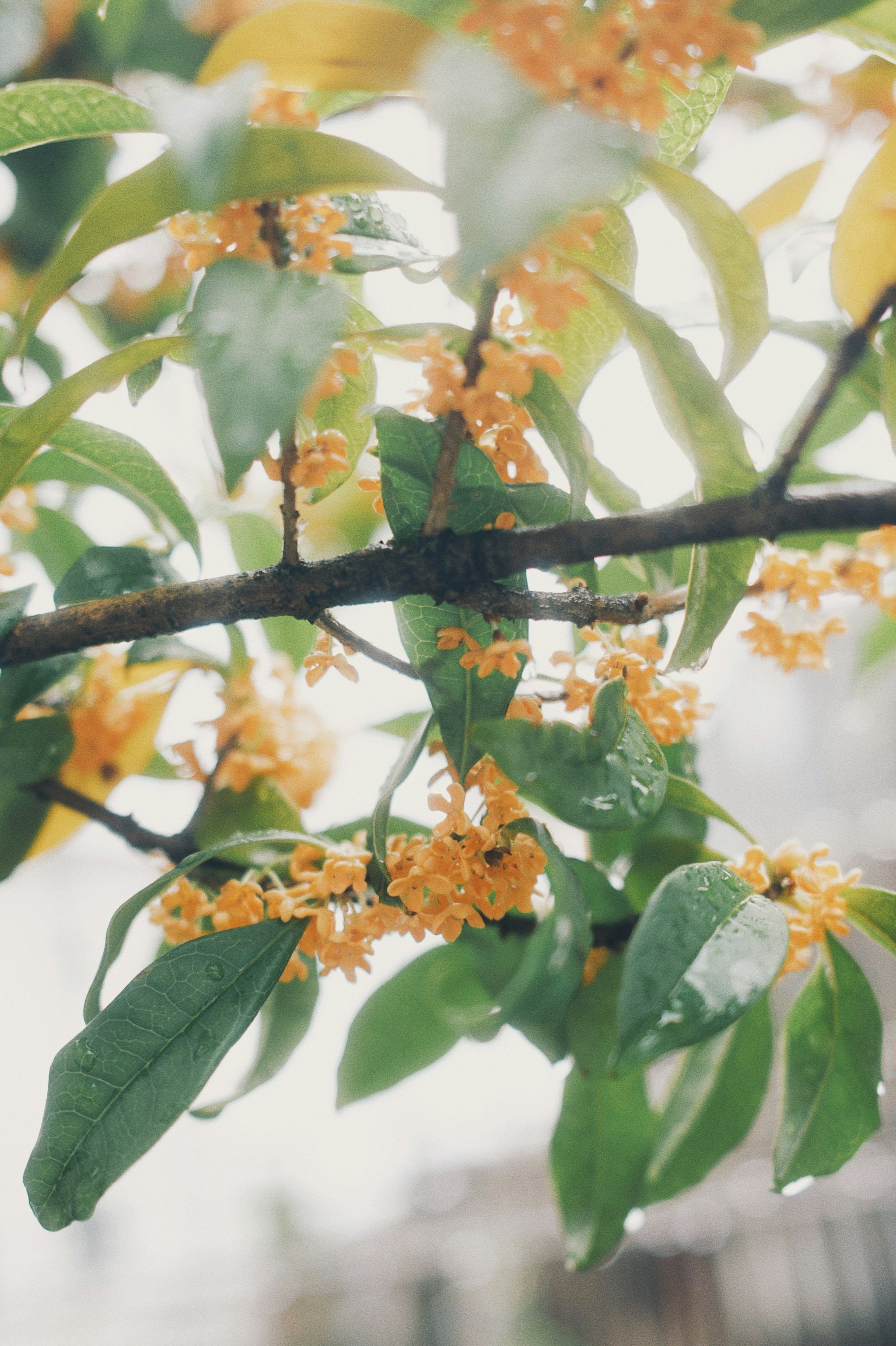 金木犀の花が咲いている枝のクローズアップ